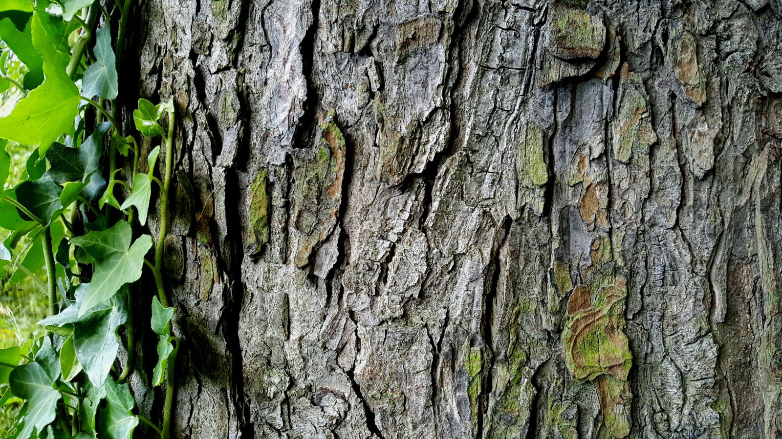Samsung Galaxy S6 sample photo. Tree, bark, ivy photography