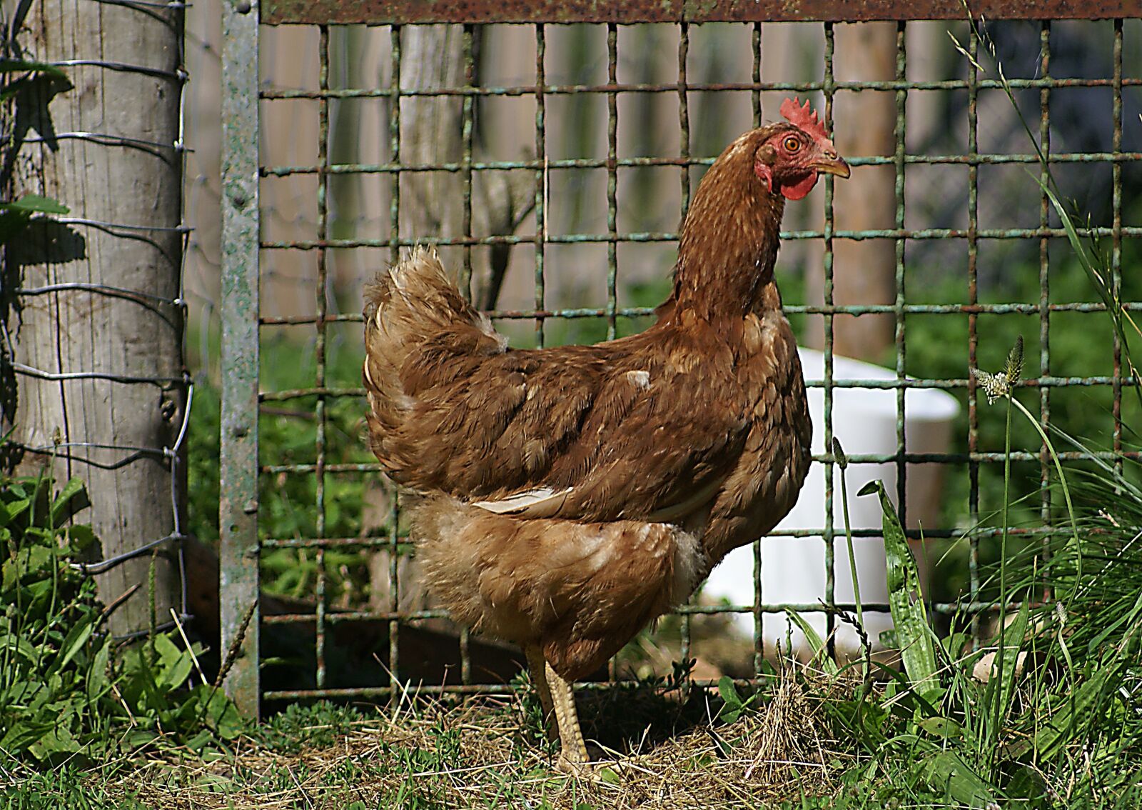 Sony Alpha DSLR-A100 sample photo. The hen, domestic hen photography