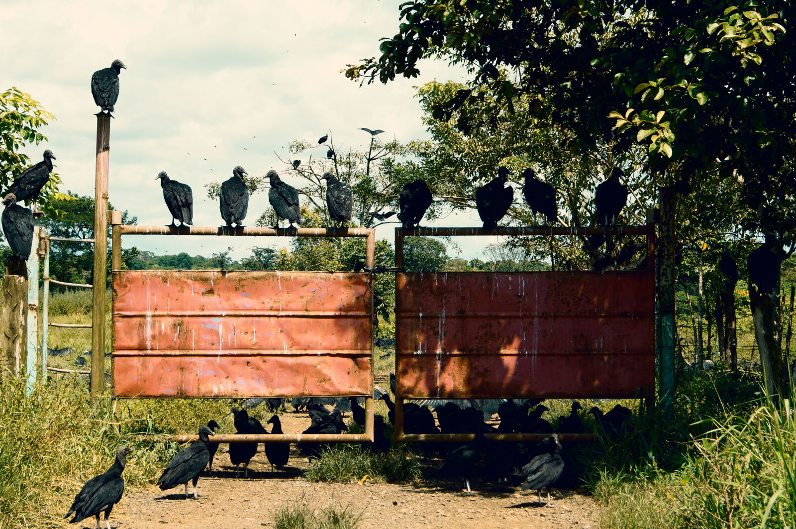 Sony SLT-A57 sample photo. Aasfresser, birds, dead, deadline photography