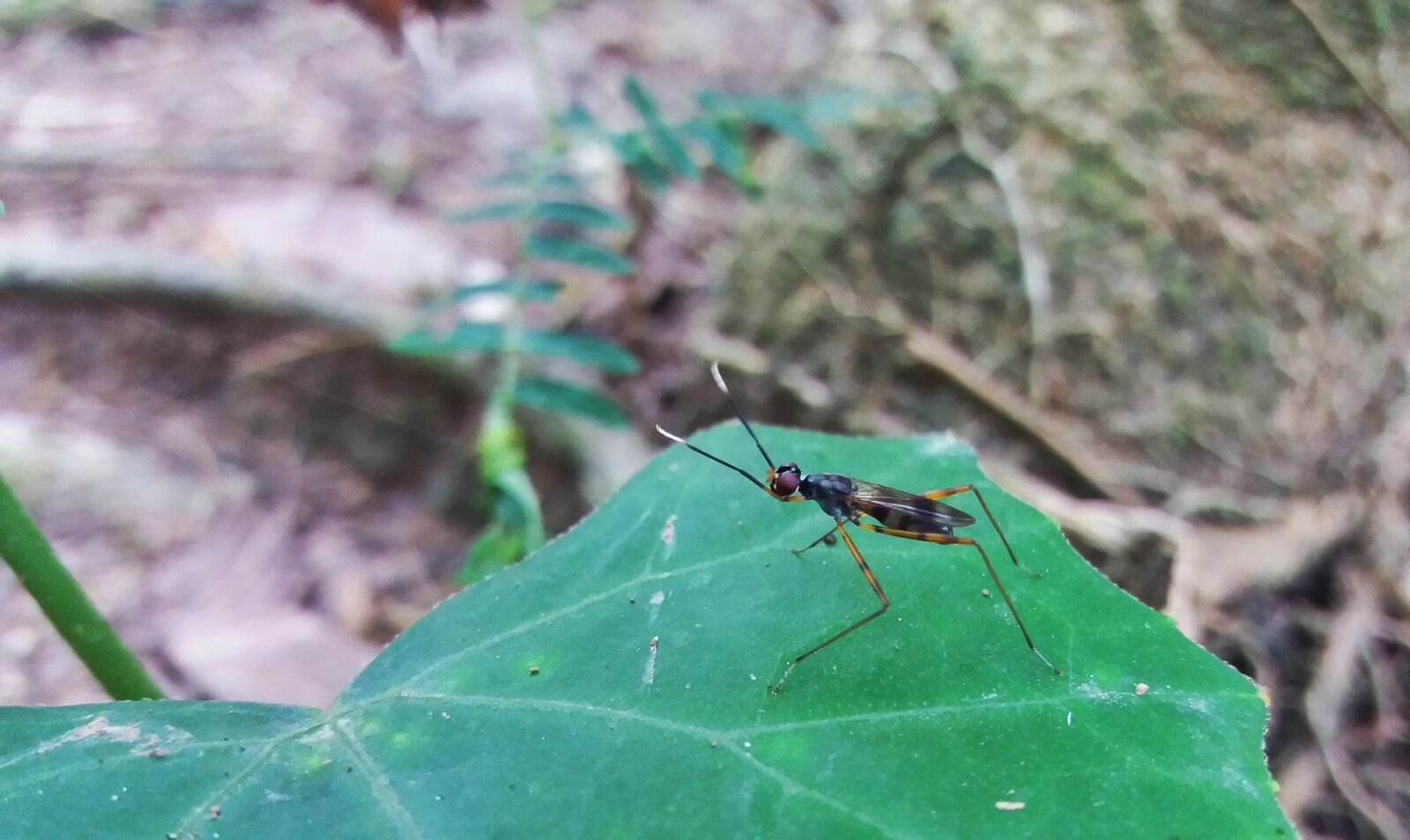 Samsung Galaxy J5 sample photo. Insects, macro, animal photography