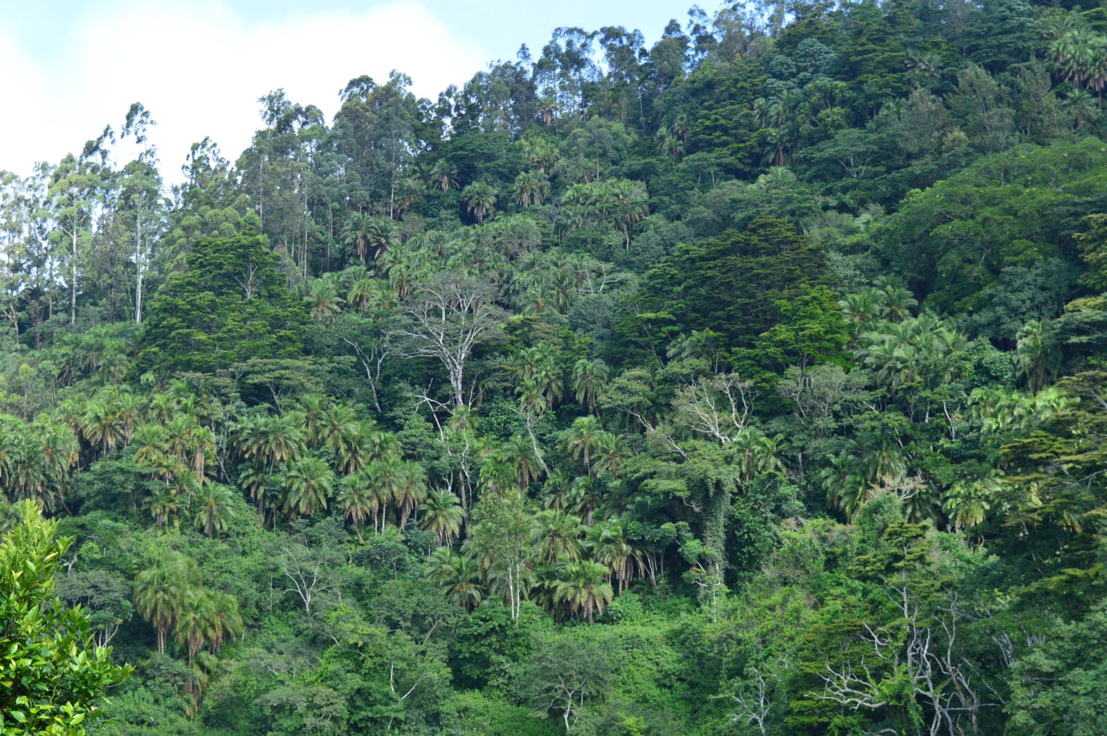 Nikon D3200 sample photo. Forest, trees, nature photography