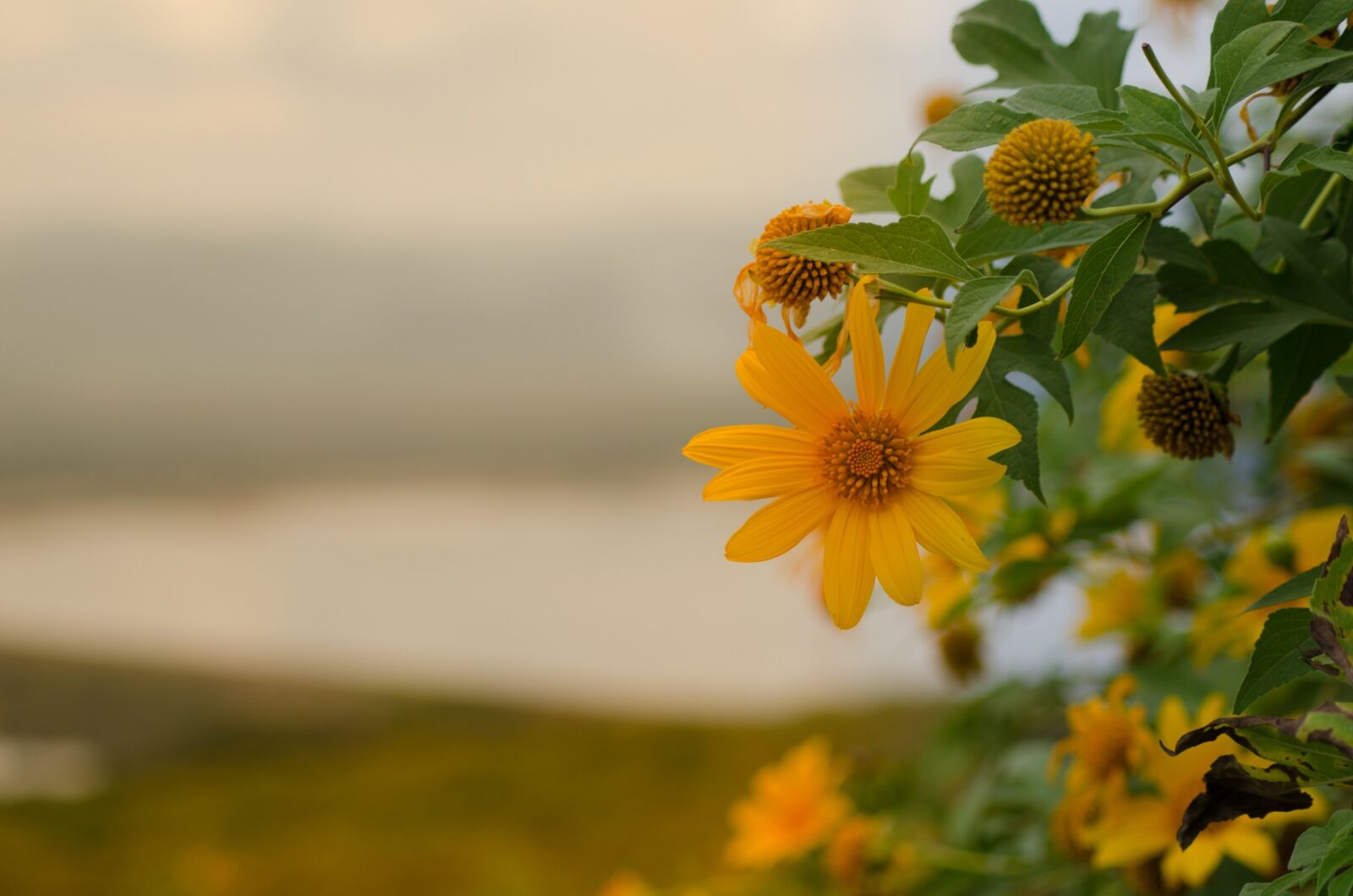 Nikon D5100 sample photo. Mexican sunflower, lotus tong photography