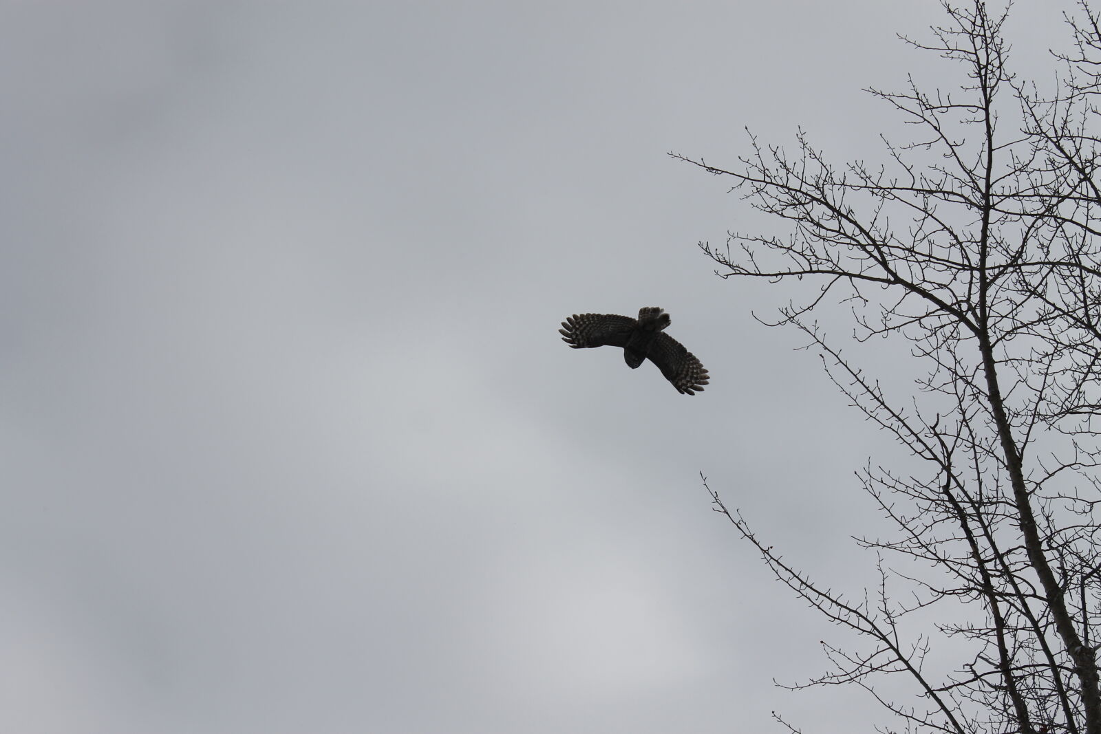 Canon EOS 1100D (EOS Rebel T3 / EOS Kiss X50) sample photo. Cloudy, skies, dead, tree photography