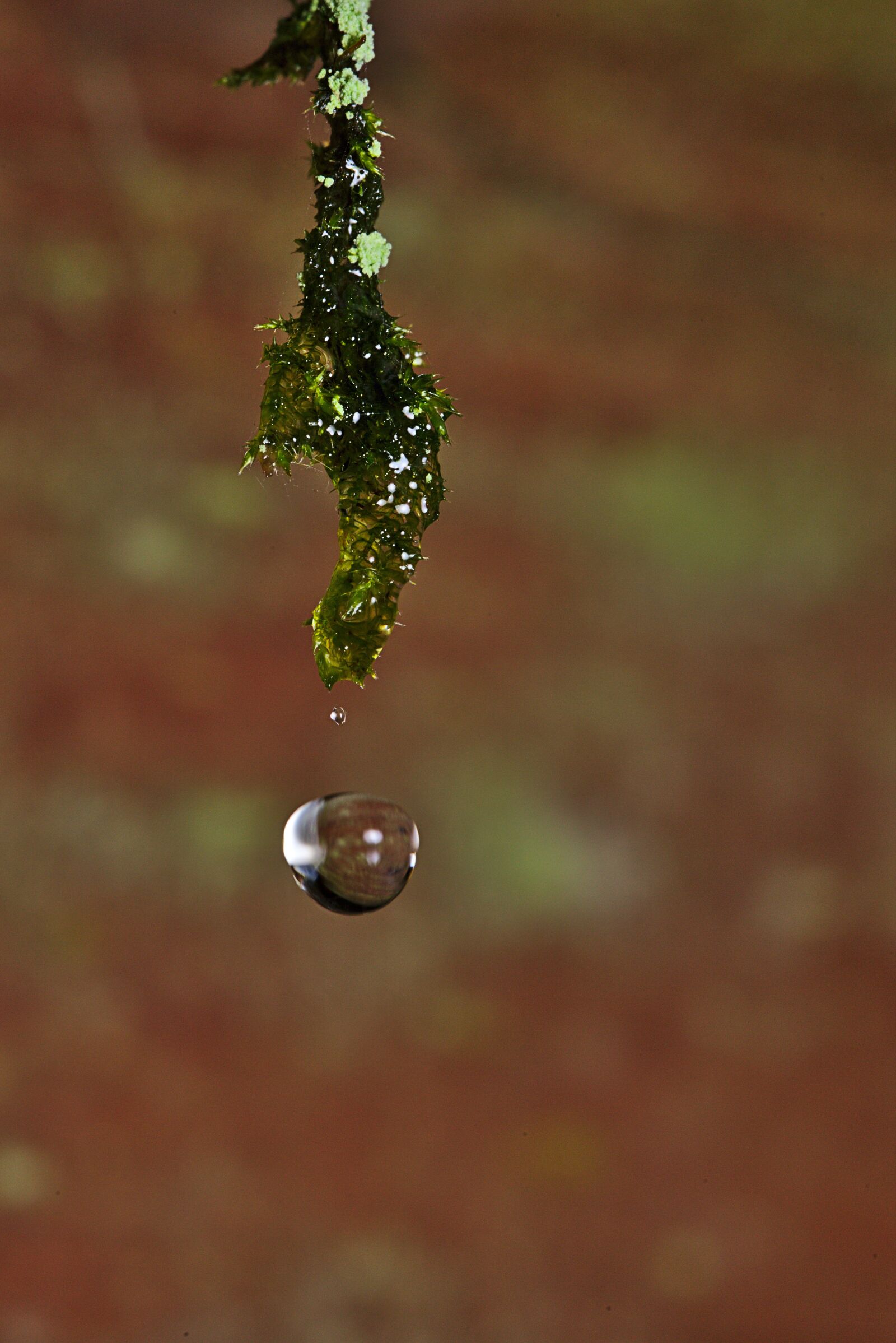 Canon EF 100mm F2.8L Macro IS USM sample photo. Drop of water, moss photography