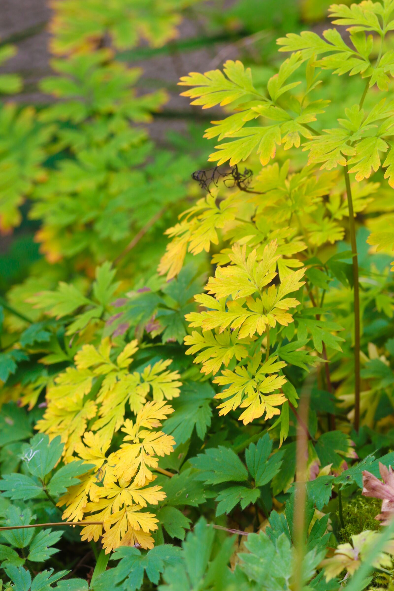 Canon EOS 7D Mark II sample photo. Leaf, plant, autumn leaves photography