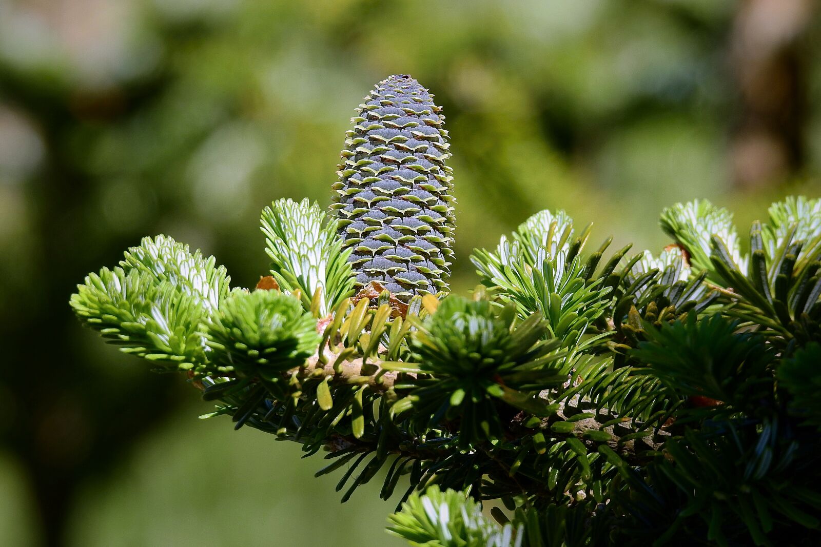 Nikon Coolpix P900 sample photo. Coniferous, branch, green photography