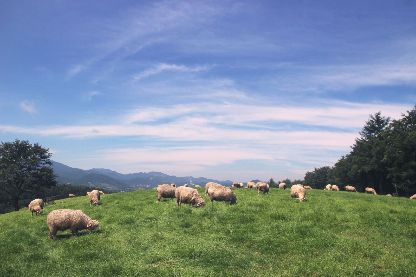 Canon EOS 100D (EOS Rebel SL1 / EOS Kiss X7) sample photo. Sheep, sky, animal photography