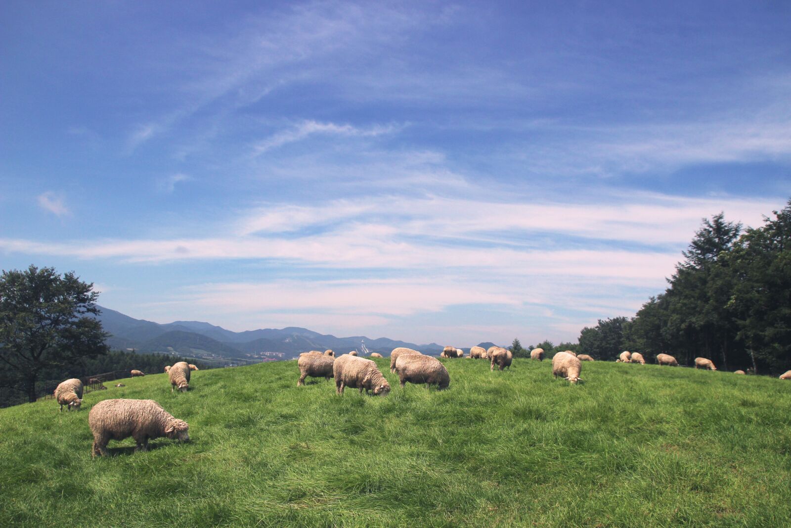 Canon TAMRON SP 17-50mm f/2.8 Di II VC B005 sample photo. Sheep, sky, animal photography