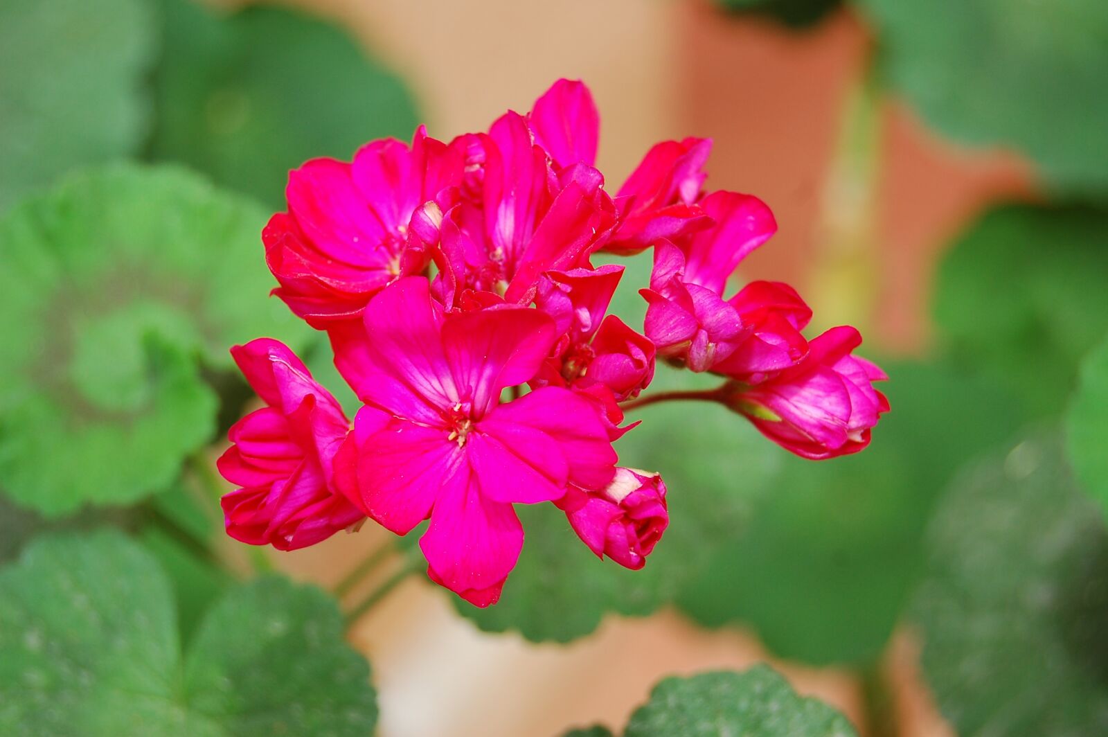 Nikon D40 sample photo. Flowers, plant, nature photography