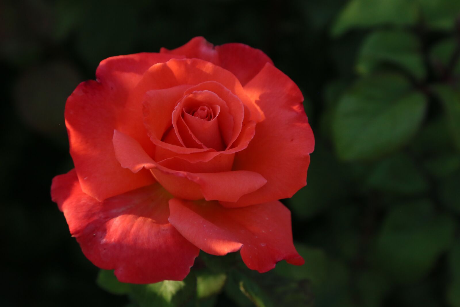 Canon EF 24-105mm F4L IS USM sample photo. Rose, spring, nature photography