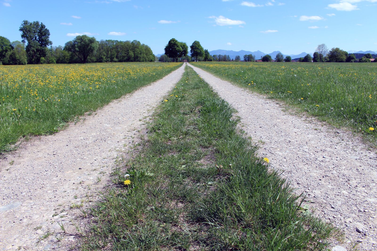 Canon EOS 700D (EOS Rebel T5i / EOS Kiss X7i) sample photo. Nature, grass, road photography