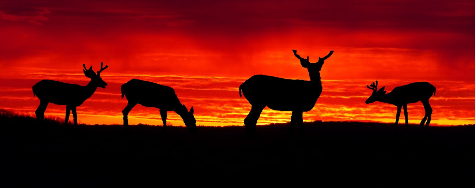 Panasonic Lumix DMC-FZ200 sample photo. Sunset, deer, biches photography
