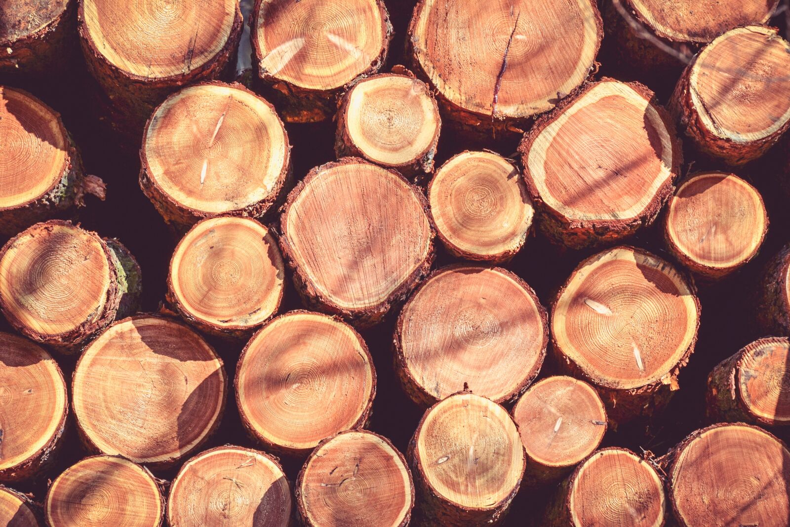 Nikon D3100 sample photo. Wood, strain, tree photography