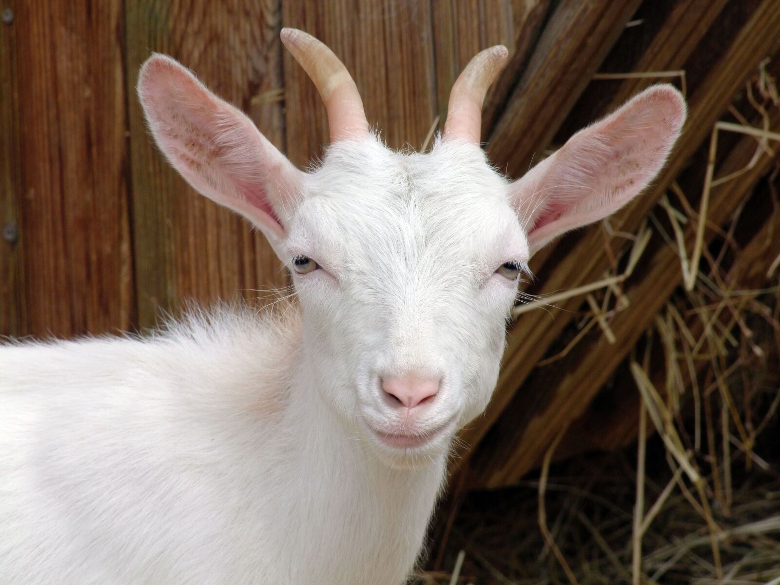 Fujifilm FinePix S100fs sample photo. Goat, bak, horn photography