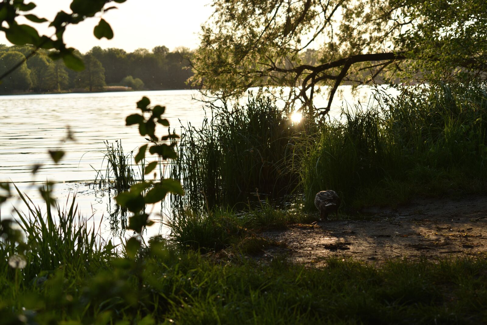 Nikon D3500 sample photo. Nature, sunny, landscape photography