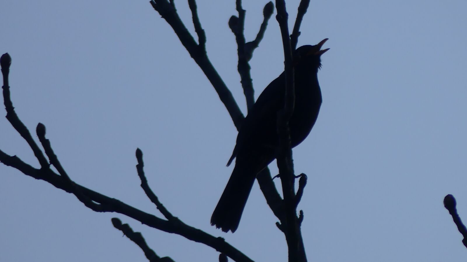 Panasonic Lumix DMC-FZ300 sample photo. Bird, nature, outdoors photography