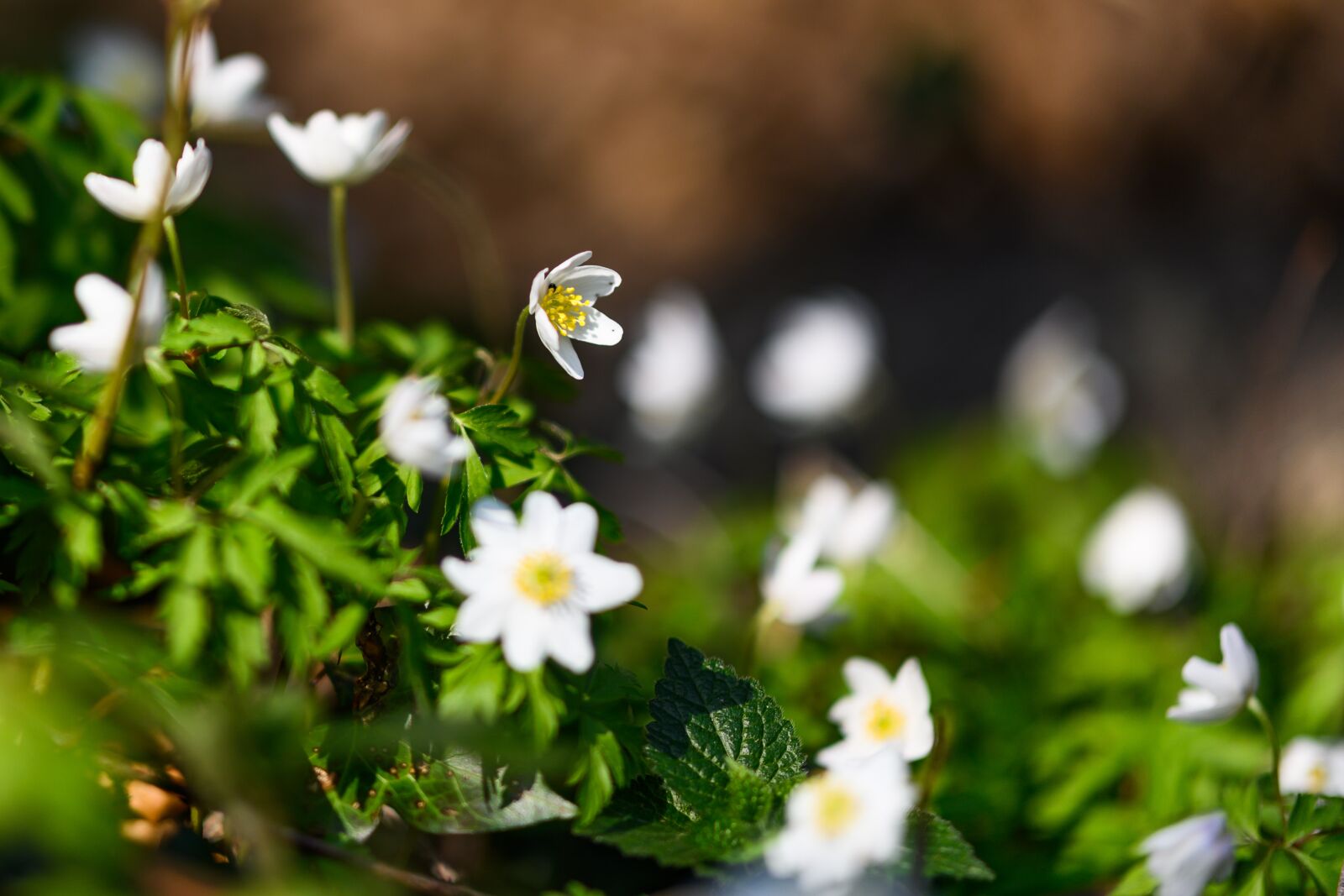 Nikon Z7 sample photo. Wood anemone, spring, flower photography
