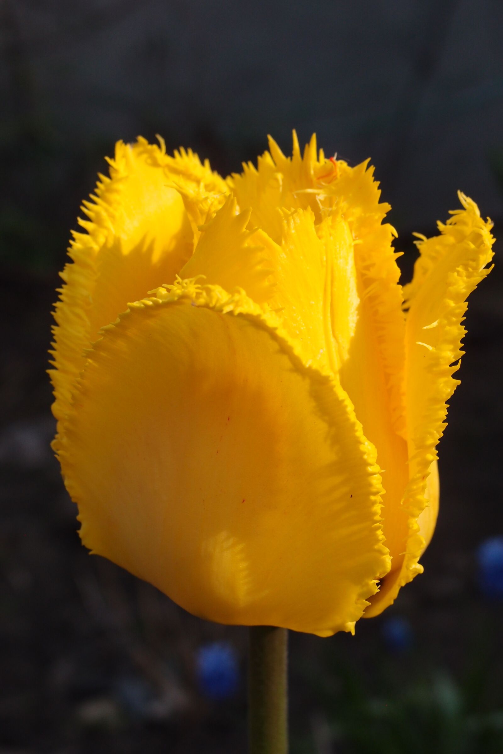 Olympus XZ-1 sample photo. Tulip, flowers, flower photography