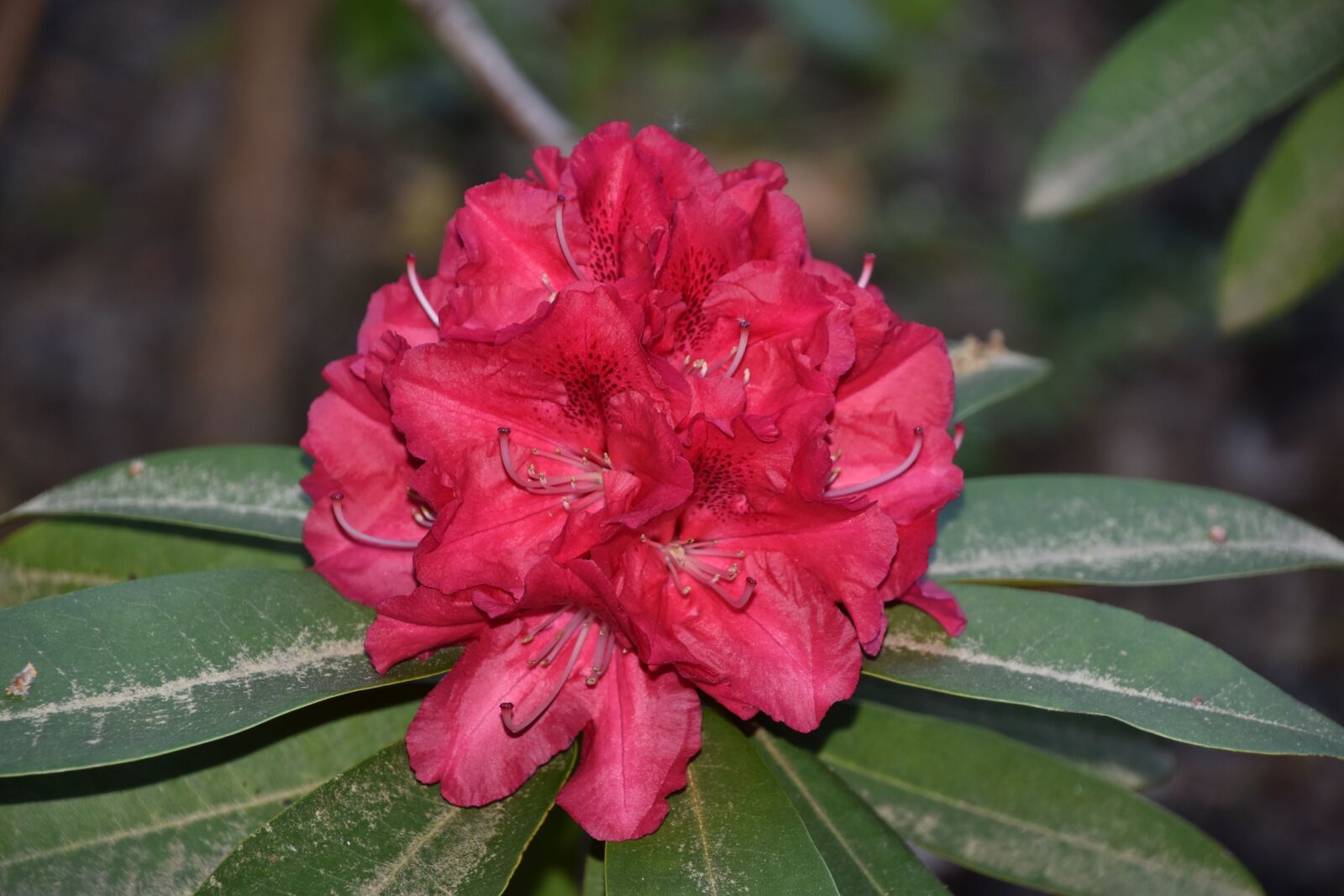 Nikon D5600 sample photo. Flower, red, nature photography