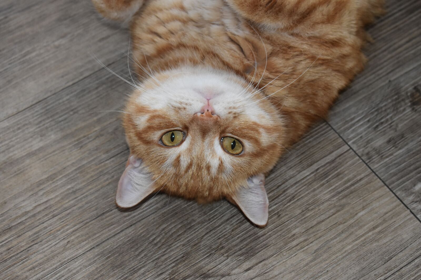 Nikon D3400 sample photo. Cat, redhead, portrait photography