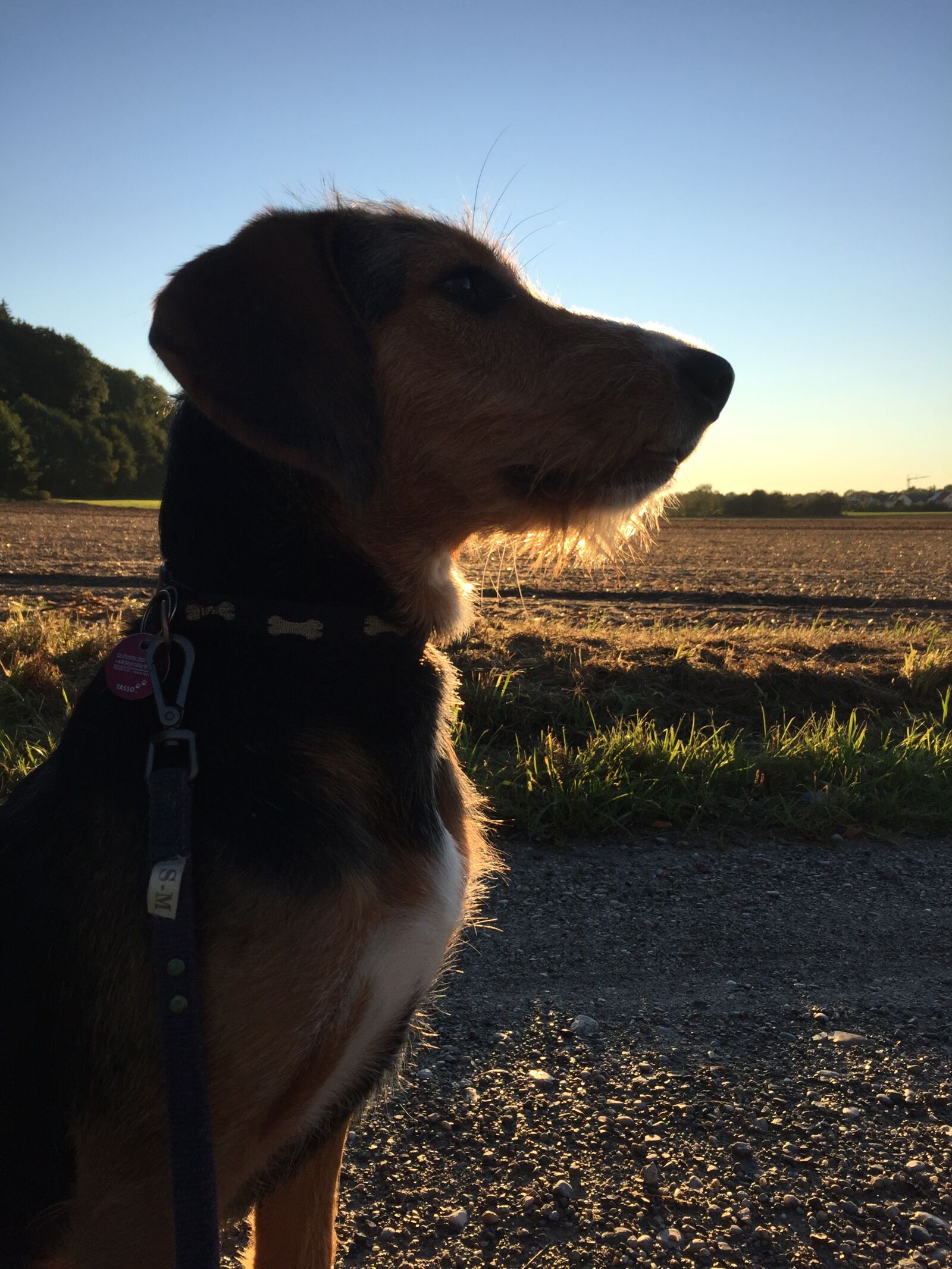 iPhone 6 back camera 4.15mm f/2.2 sample photo. Dog, evening sun, animal photography