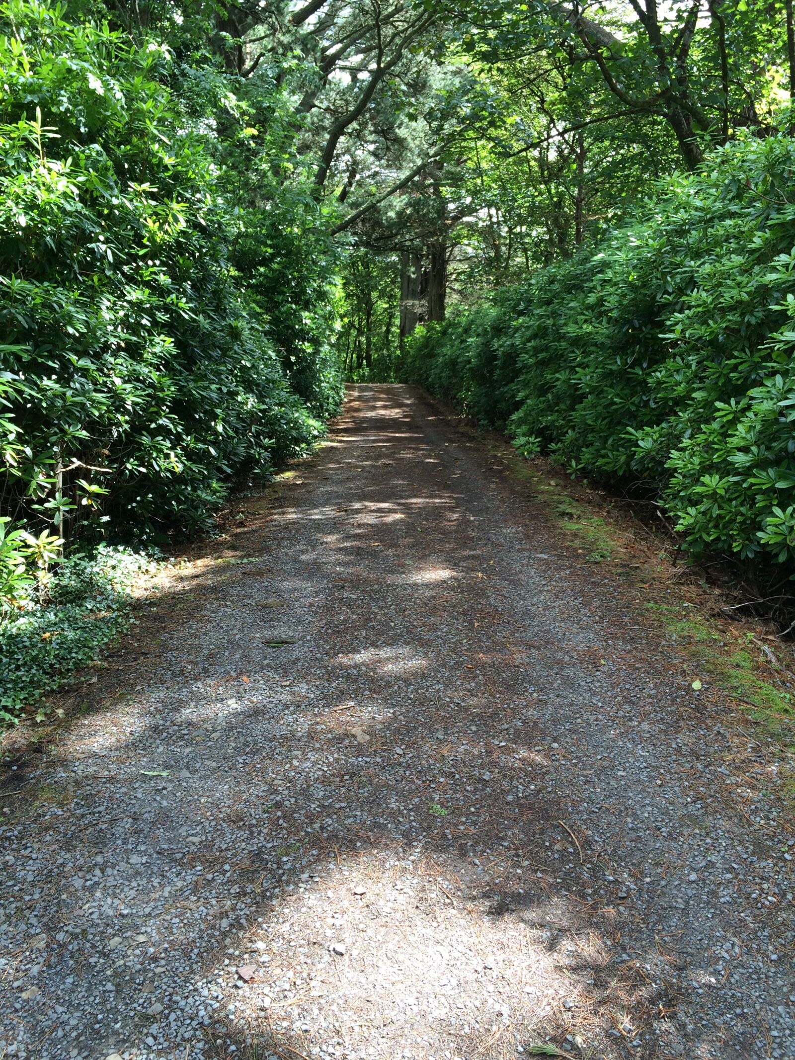 iPhone 5s back camera 4.15mm f/2.2 sample photo. Road, tunnel, path photography
