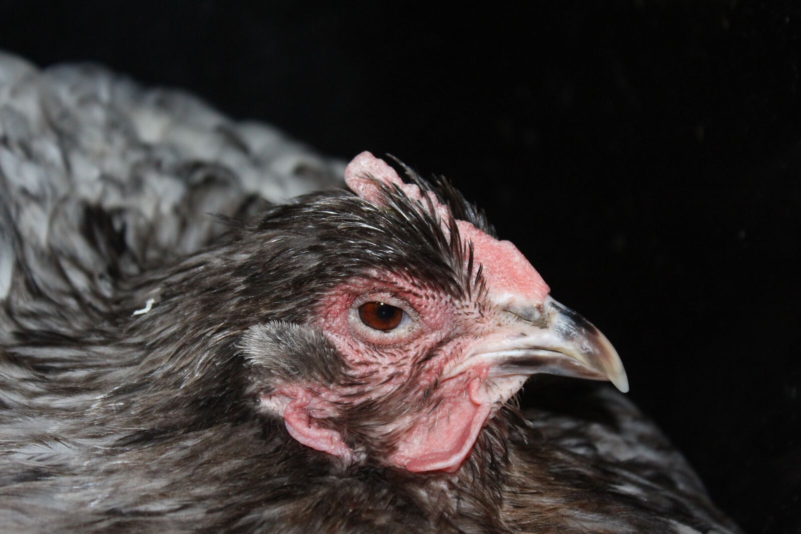 Canon EOS 700D (EOS Rebel T5i / EOS Kiss X7i) sample photo. Chicken, hen, poultry photography