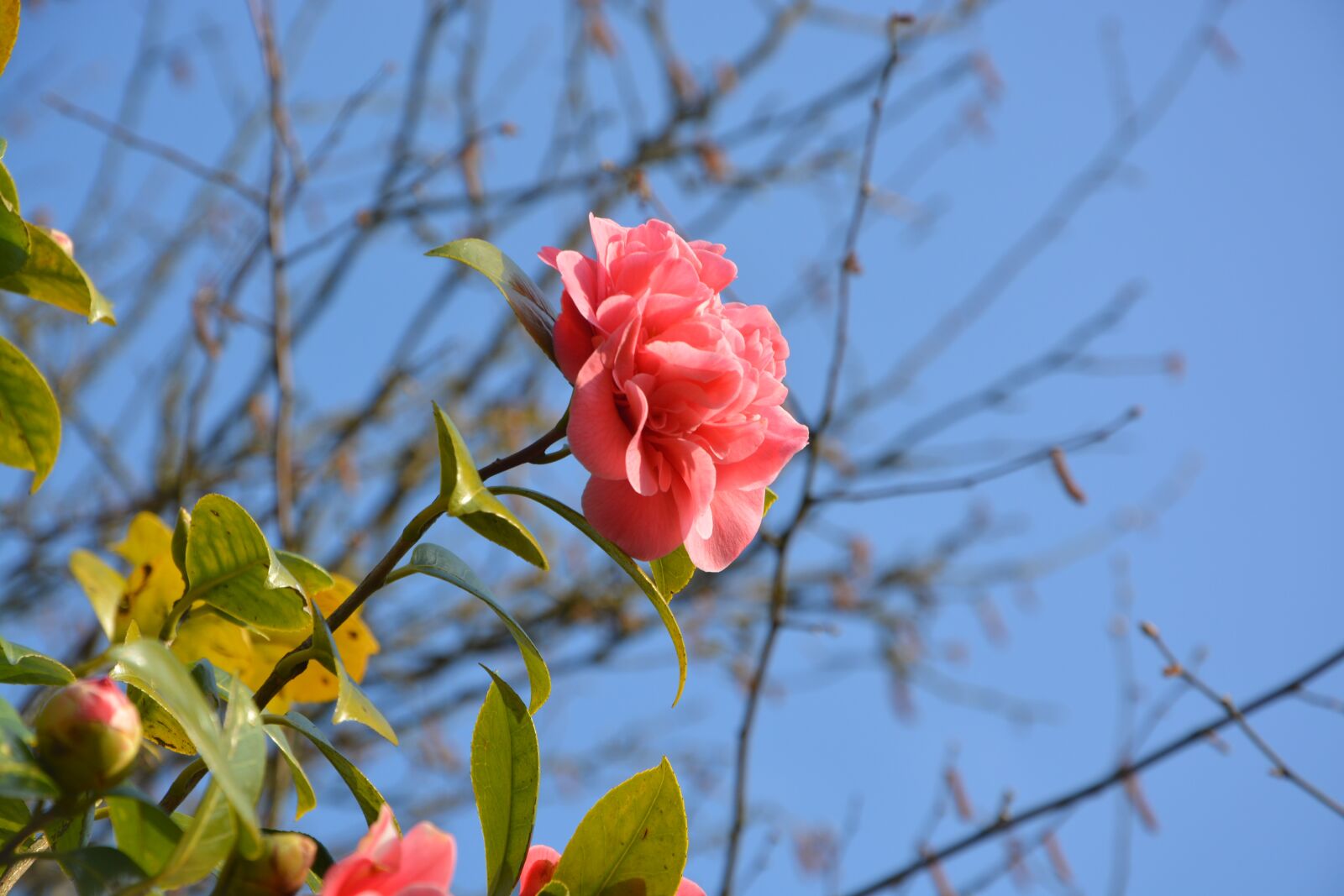 Nikon D5200 sample photo. Flower of camellia, camellia photography