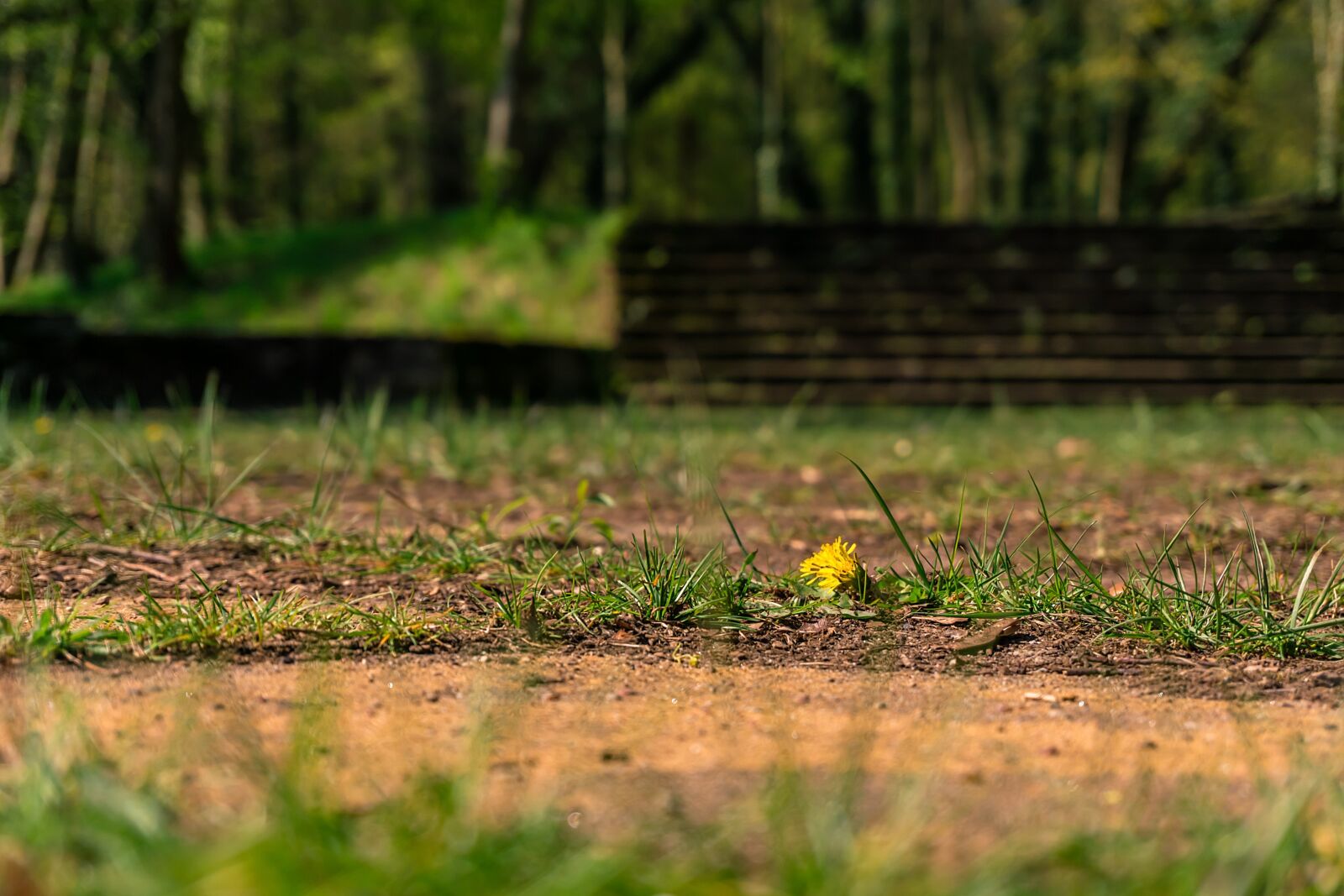 Sony a6000 sample photo. Landscape, forest, background photography