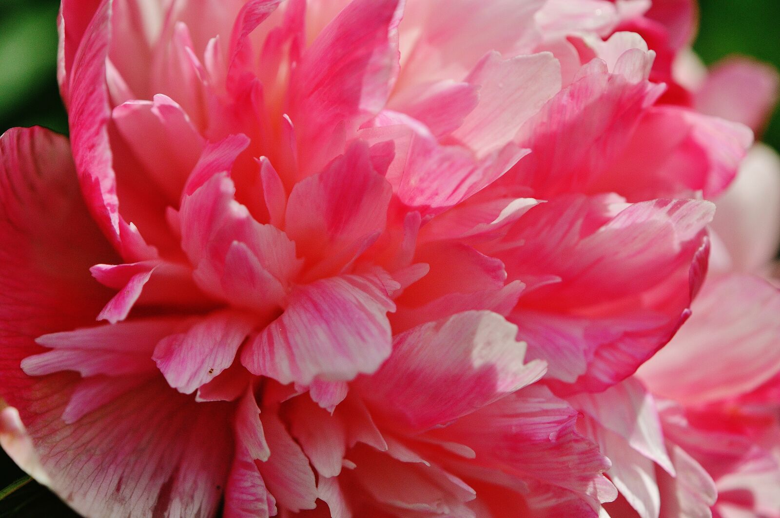 Nikon D3200 sample photo. Peony, flower, pink photography