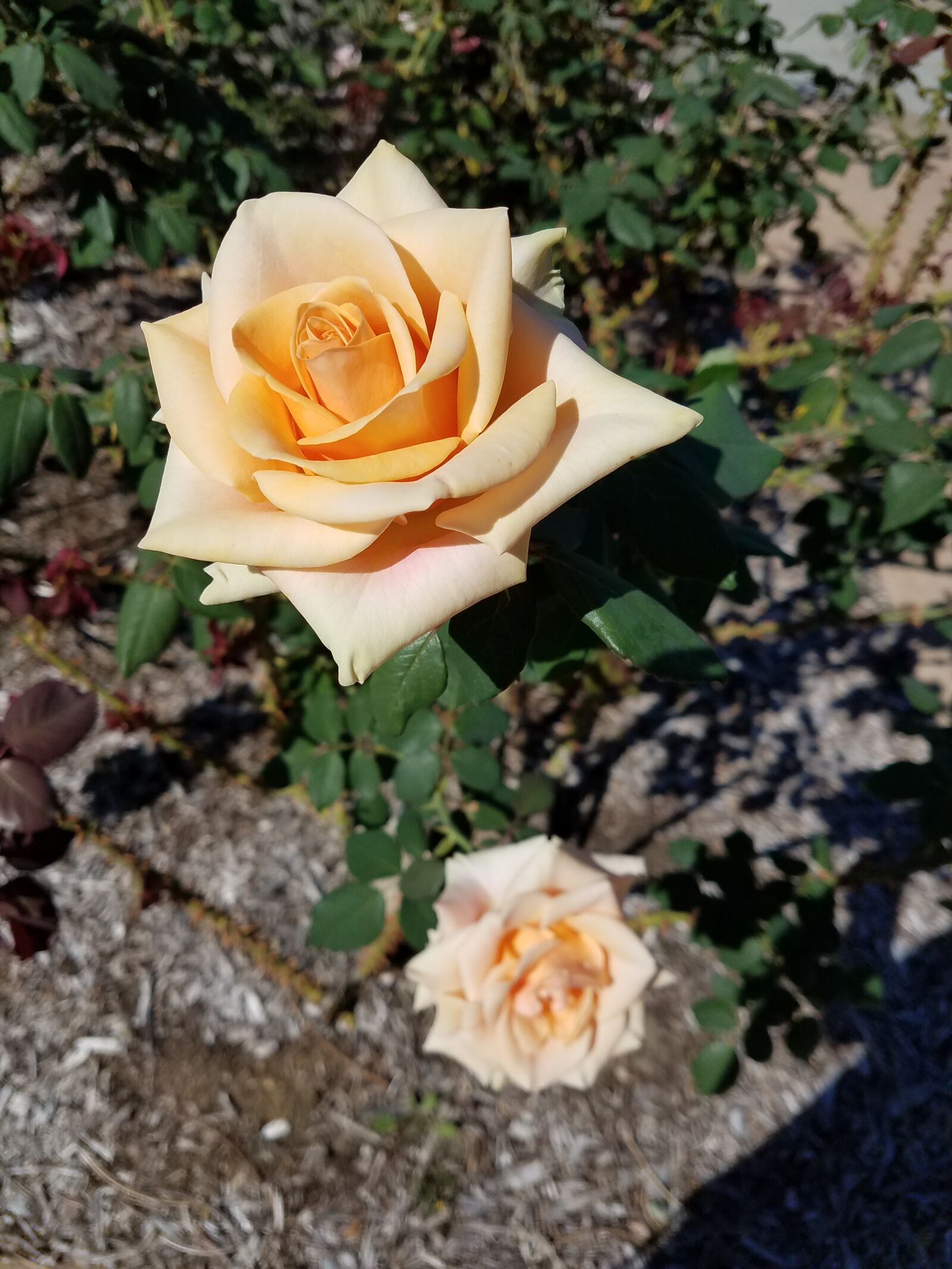 Samsung Galaxy S7 Edge sample photo