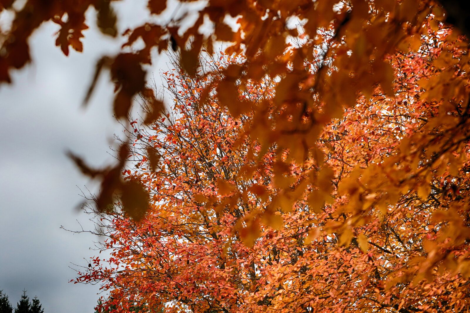 Canon EF 100mm F2.8L Macro IS USM sample photo. Trees, fall, autumn photography