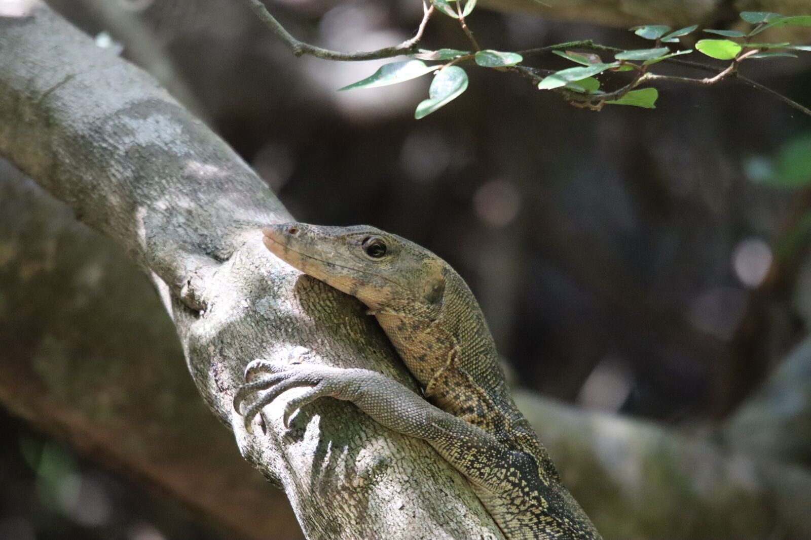 Canon EOS M50 (EOS Kiss M) sample photo. Monitor, lizard, reptile photography