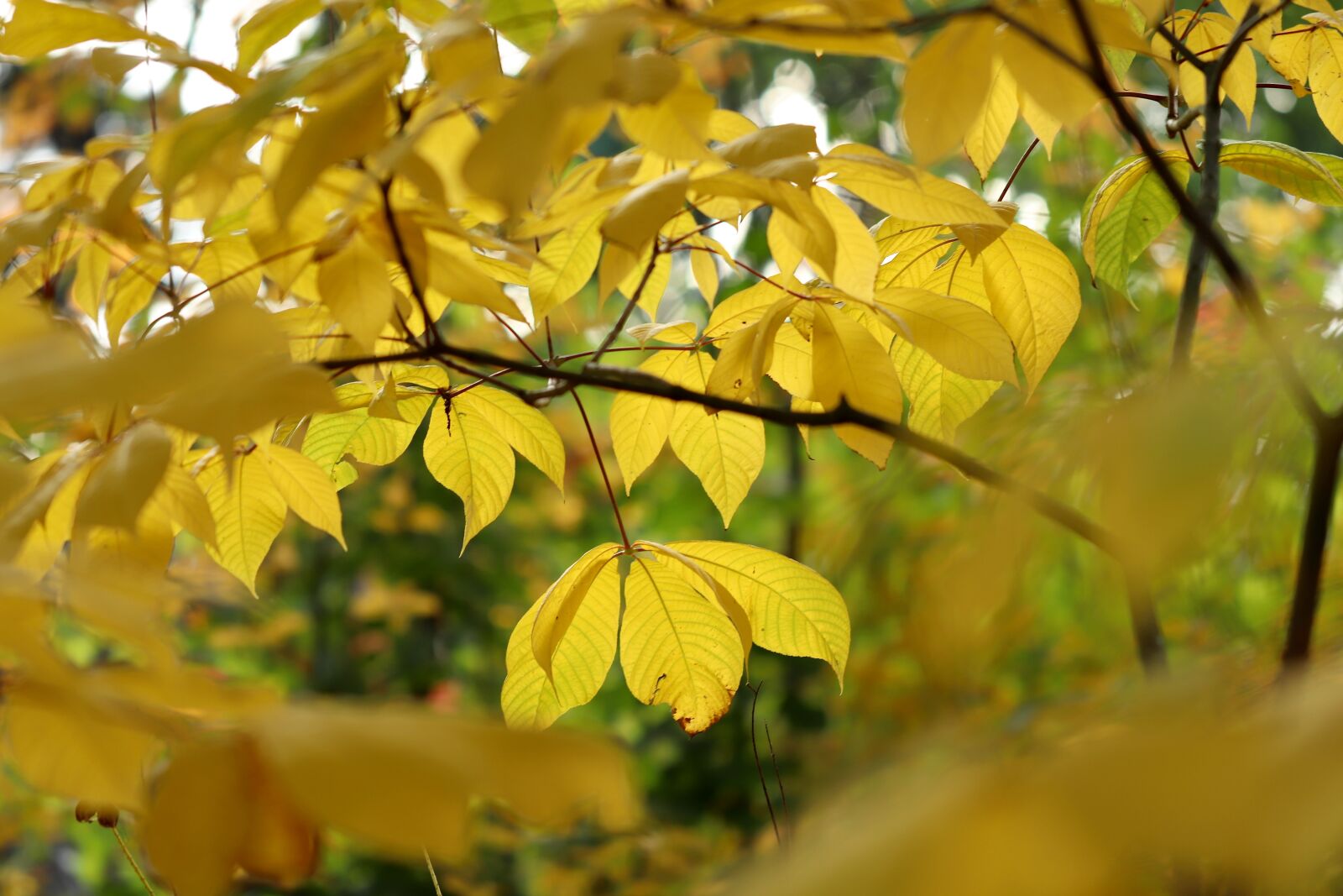 Canon EOS 800D (EOS Rebel T7i / EOS Kiss X9i) sample photo. Shrub chestnut, autumn, fall photography
