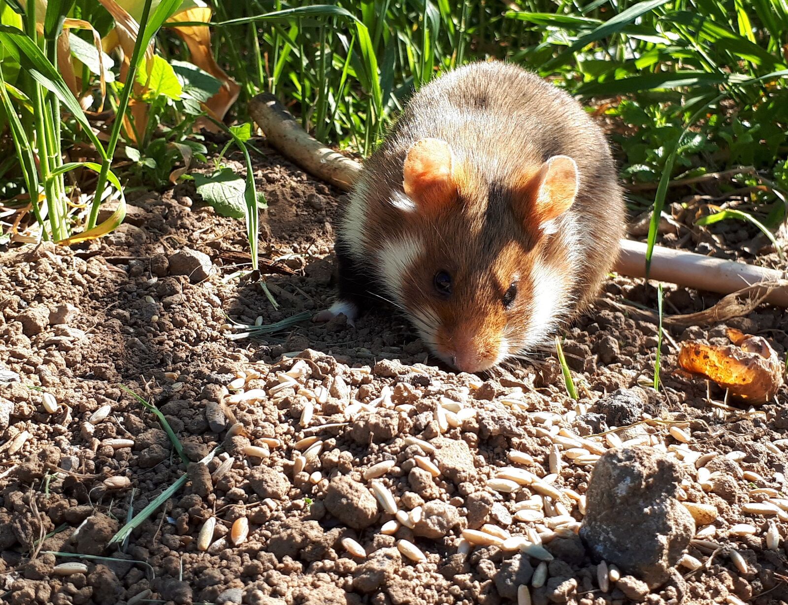 Samsung Galaxy A5(2017) sample photo. Hamster, eat, wild animals photography
