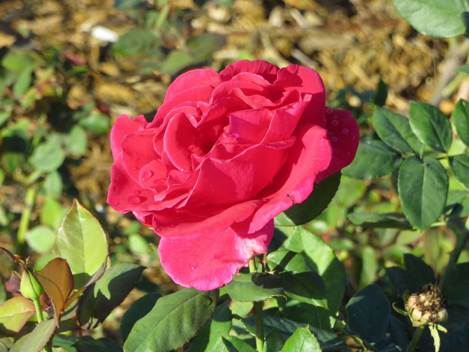 Canon PowerShot SX260 HS sample photo. Rose, pink, garden photography