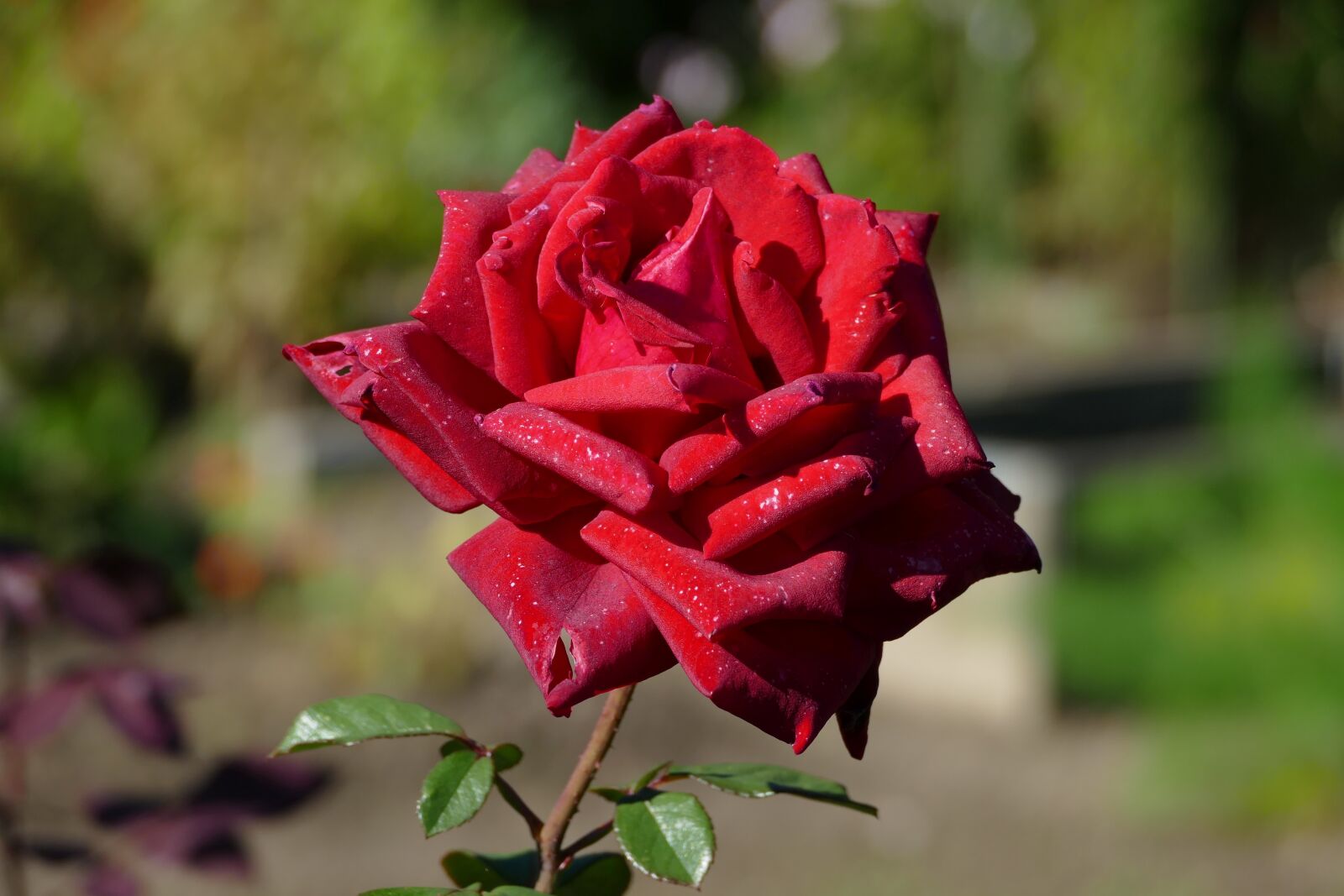 Panasonic Lumix DMC-FZ1000 sample photo. Flower, red, large photography