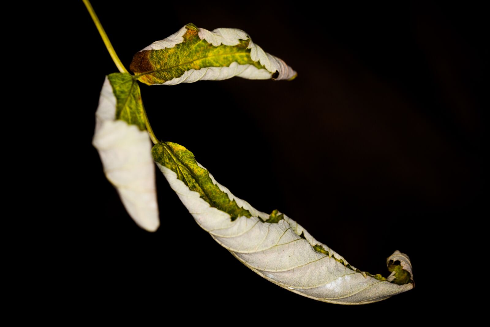 Canon EOS 5D sample photo. Leaf, withered, rolled photography