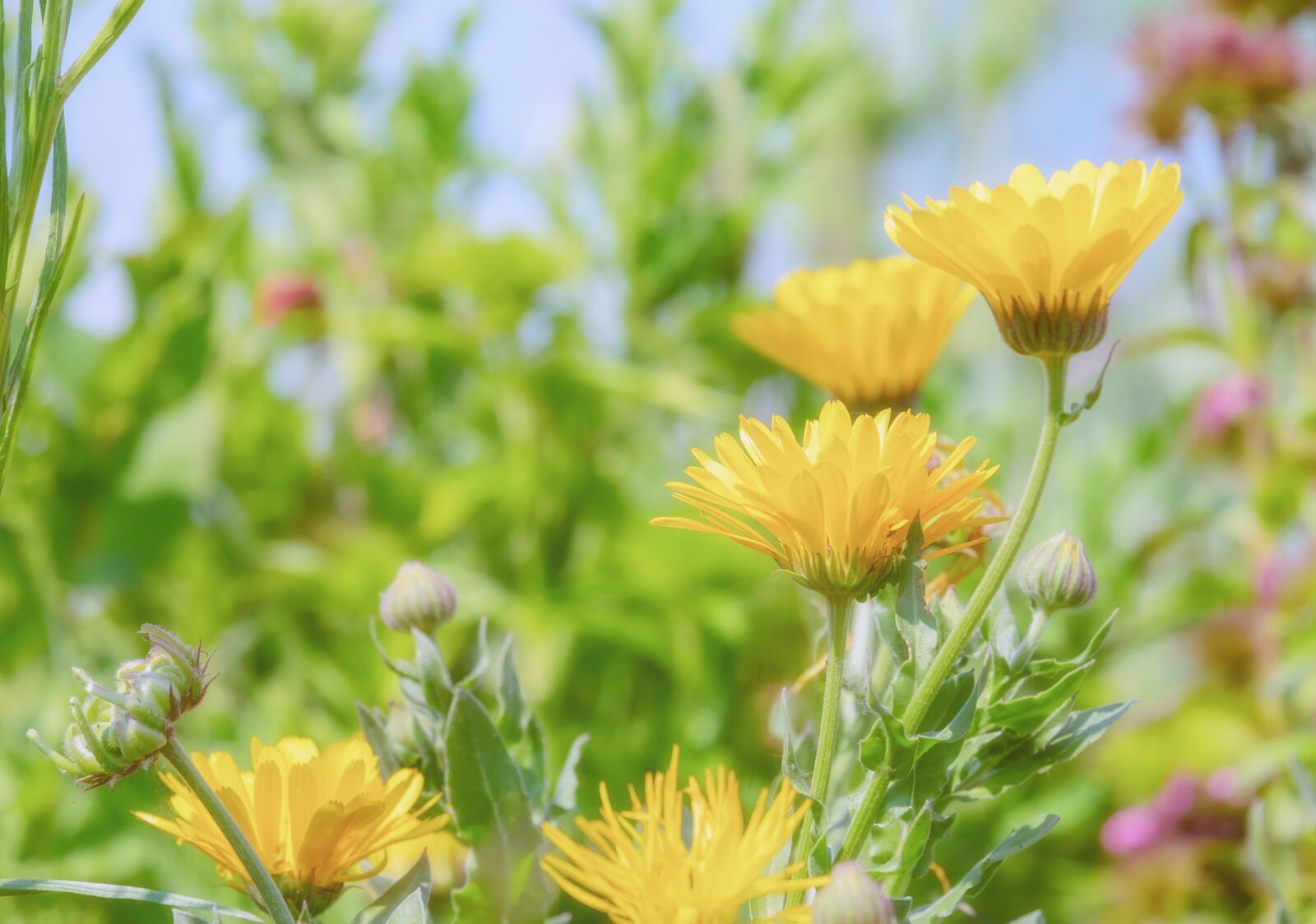 Fujifilm XF 55-200mm F3.5-4.8 R LM OIS sample photo. Marigold, calendula, blossom photography