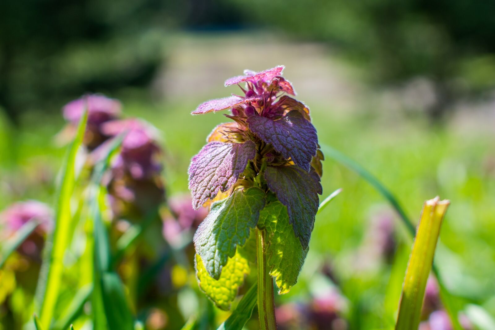 Nikon D5600 sample photo. Purple, plant, blossom photography