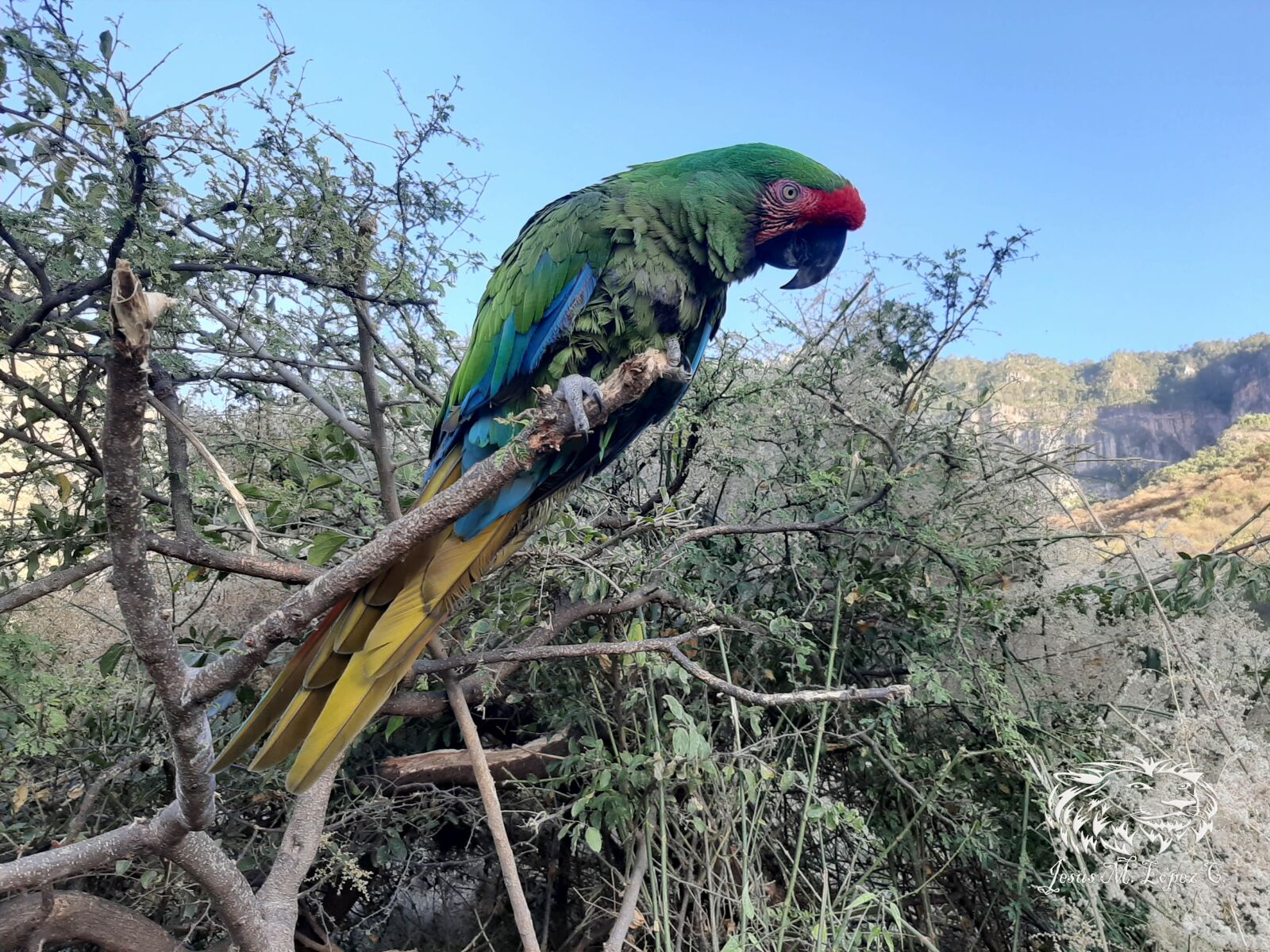 Samsung Galaxy A50 sample photo. Perico, bird, budgie photography