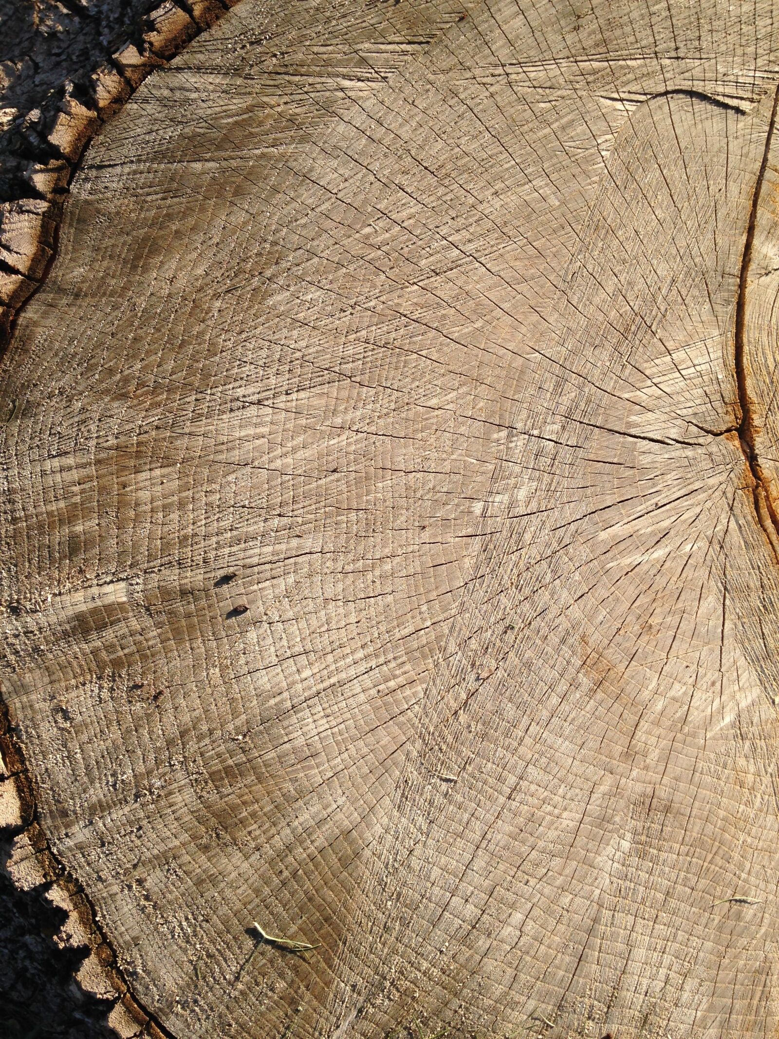 iPhone 5c back camera 4.12mm f/2.4 sample photo. Tree, tree rings, wood photography