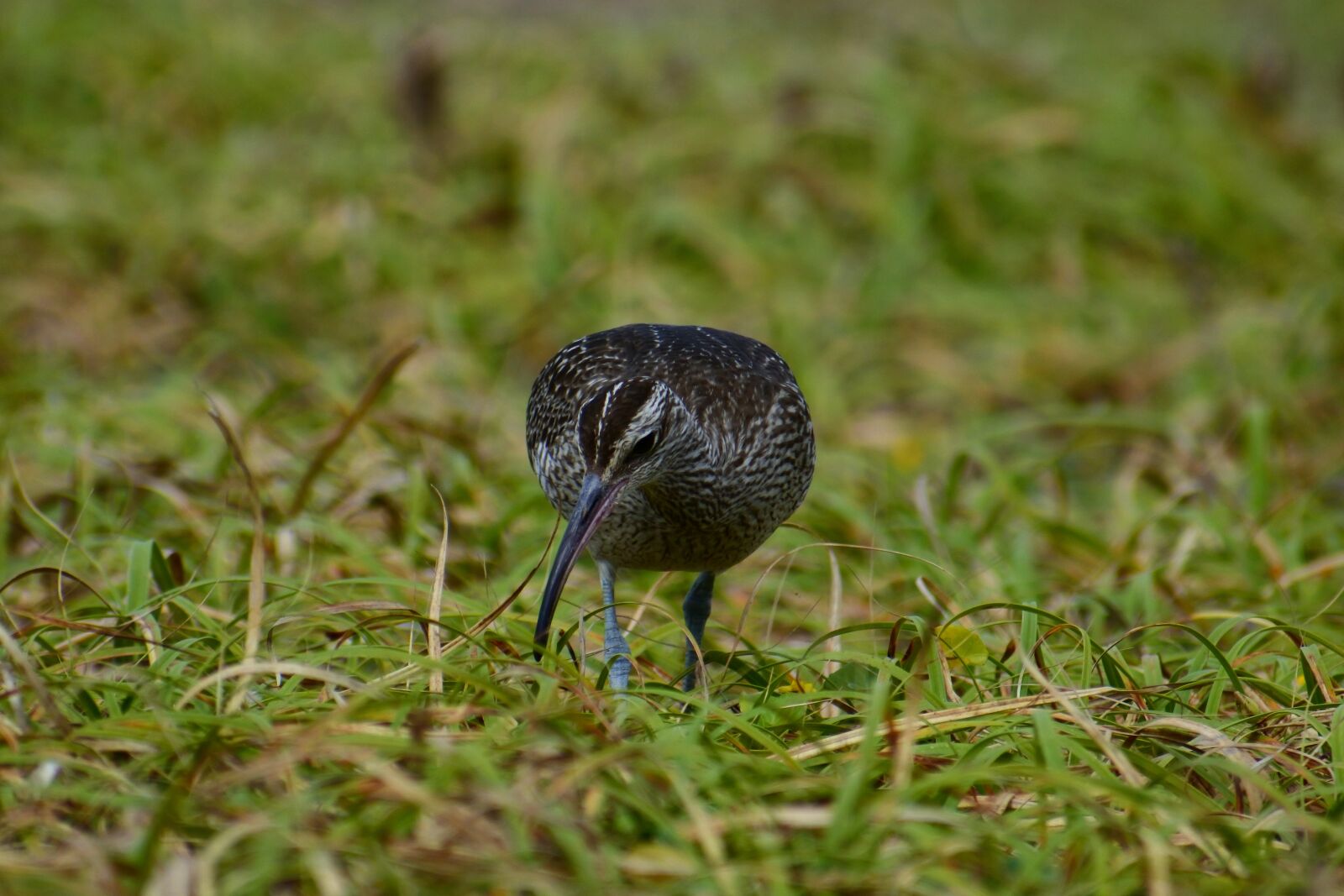 VR 70-300mm f/4.5-6.3G sample photo. Animal, sea, beach photography