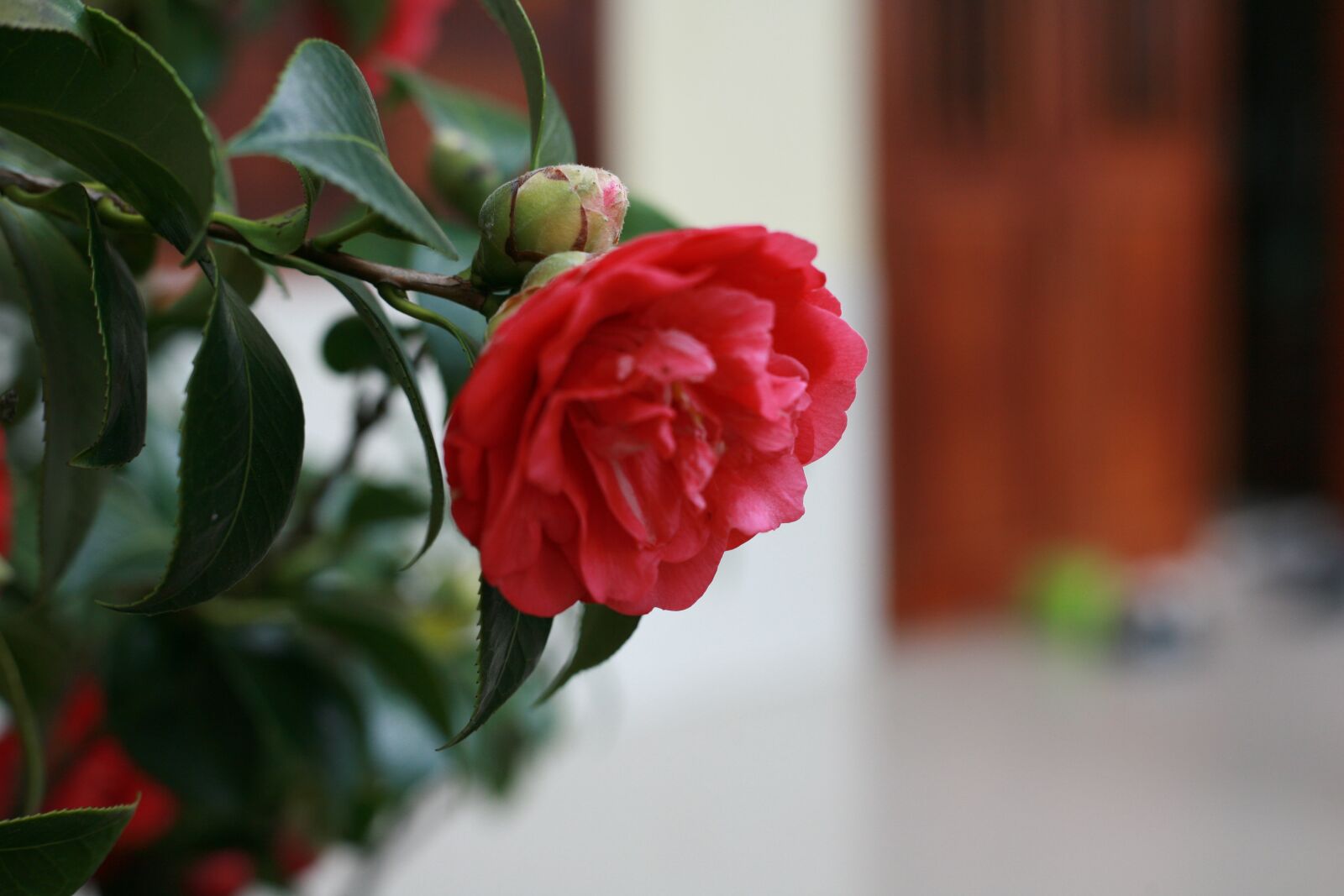 Canon EOS 5D sample photo. Camellia, flower, garden photography