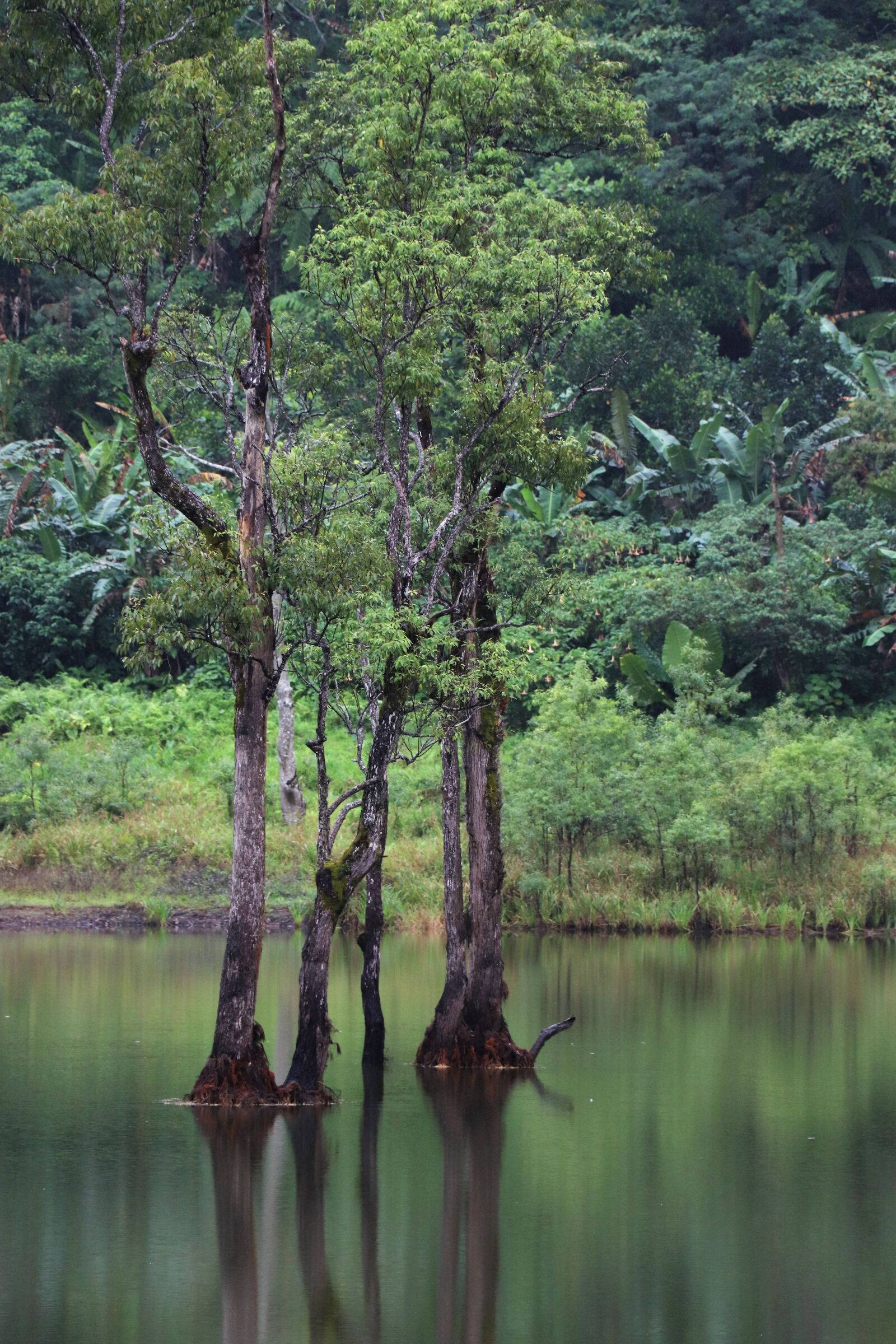 Canon EOS 77D (EOS 9000D / EOS 770D) sample photo. Landscape, jungle, nature photography
