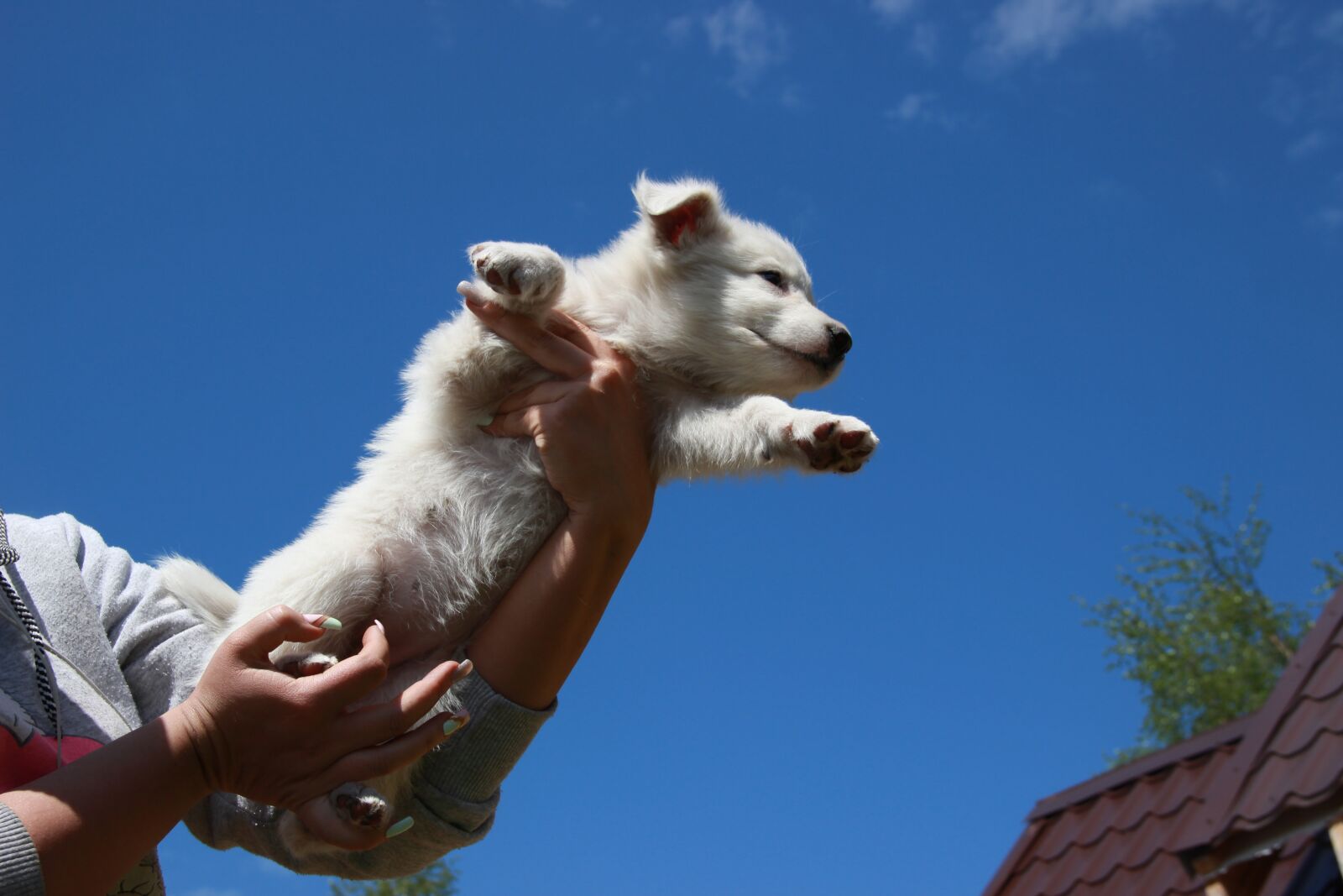 Canon EOS 600D (Rebel EOS T3i / EOS Kiss X5) sample photo. Dog, puppy, sky photography