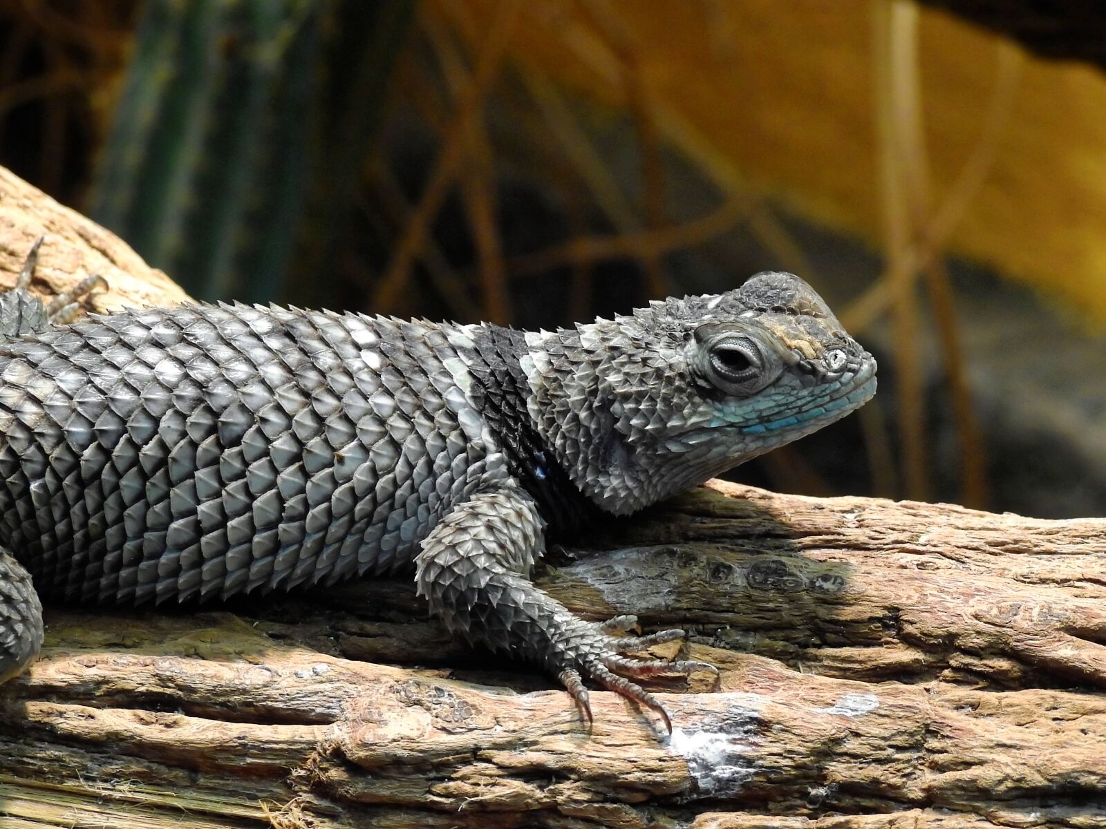 Nikon Coolpix P900 sample photo. Lizard, reptile, animal photography