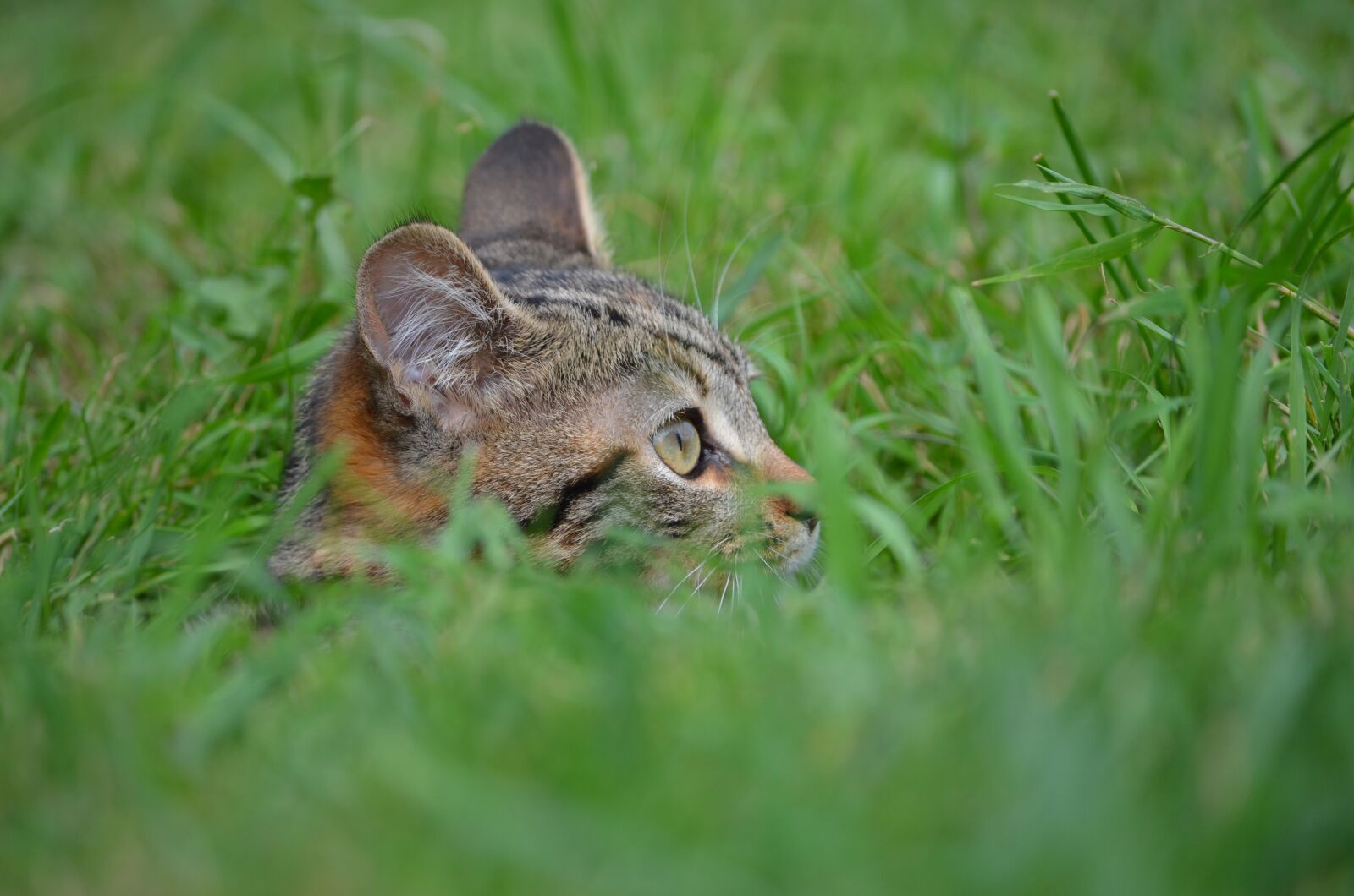 Nikon D5100 sample photo. Lawn, animal, nature photography