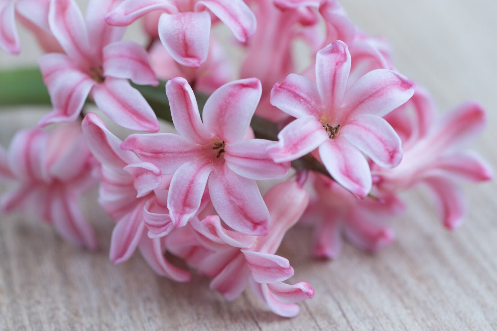 Nikon D750 sample photo. Hyacinth, flower, pink photography