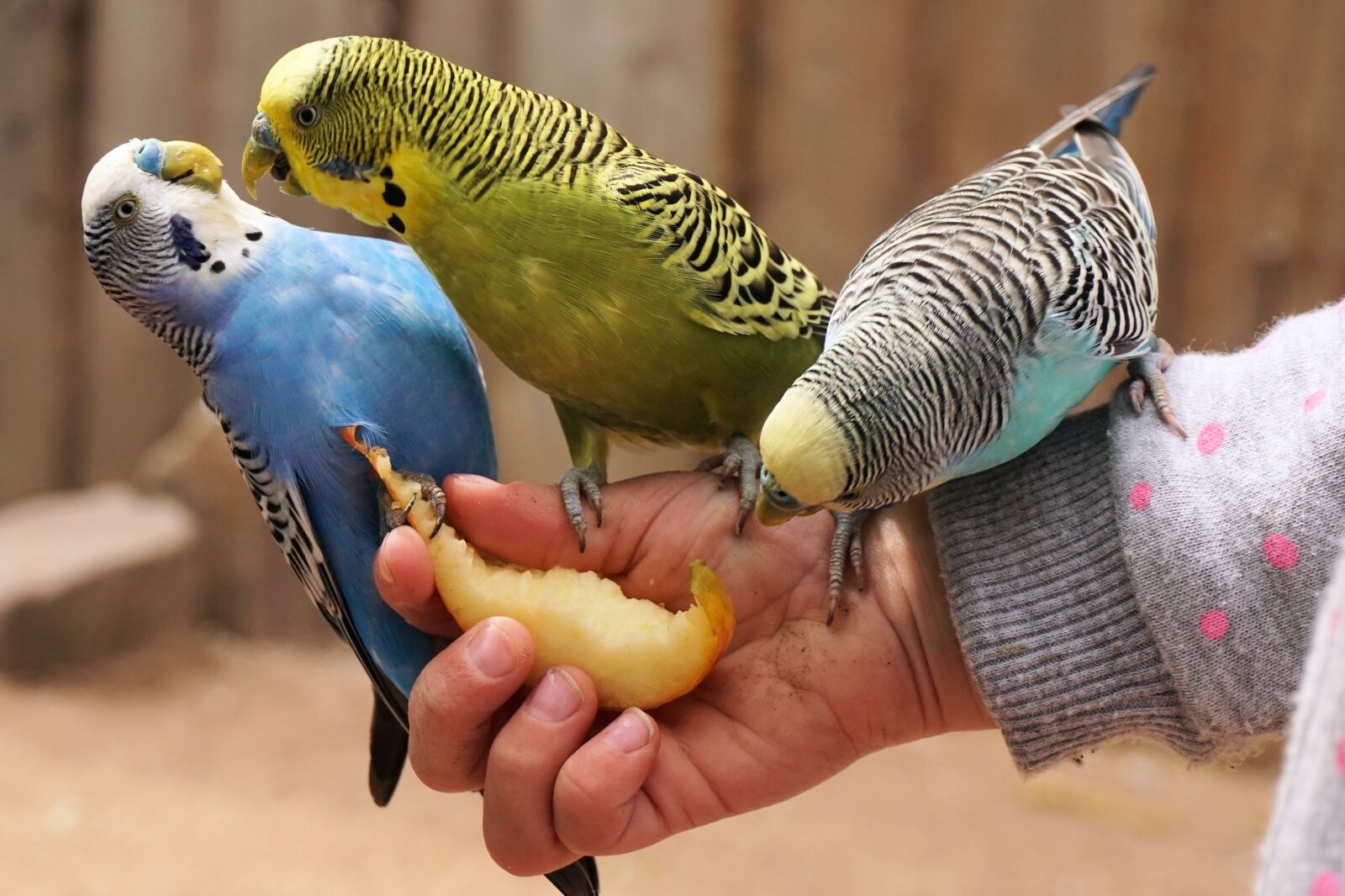 Sony a6000 sample photo. Budgerigars, bird, animal photography